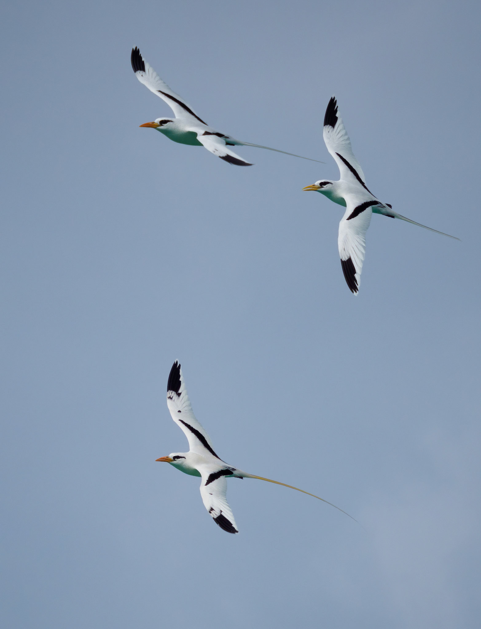 White-tailed tropicbirds