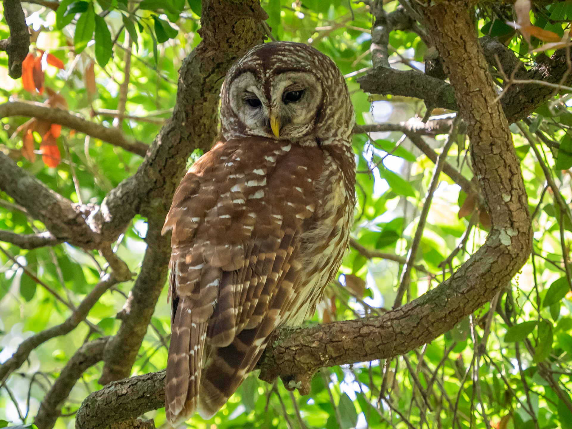 Barred owl