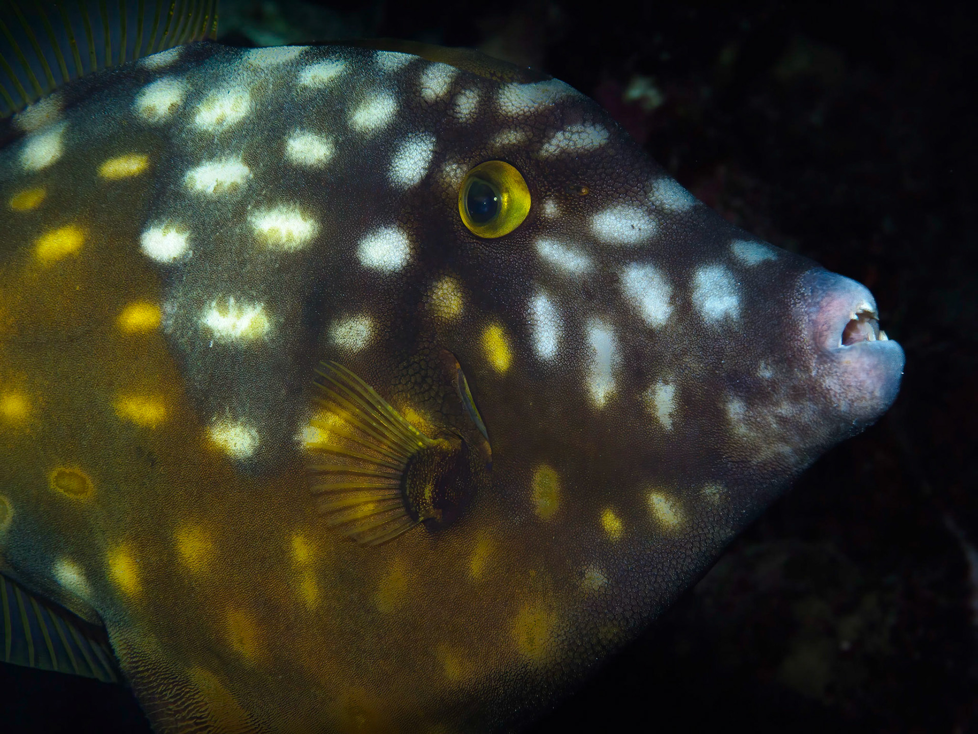 Whitespotted filefish