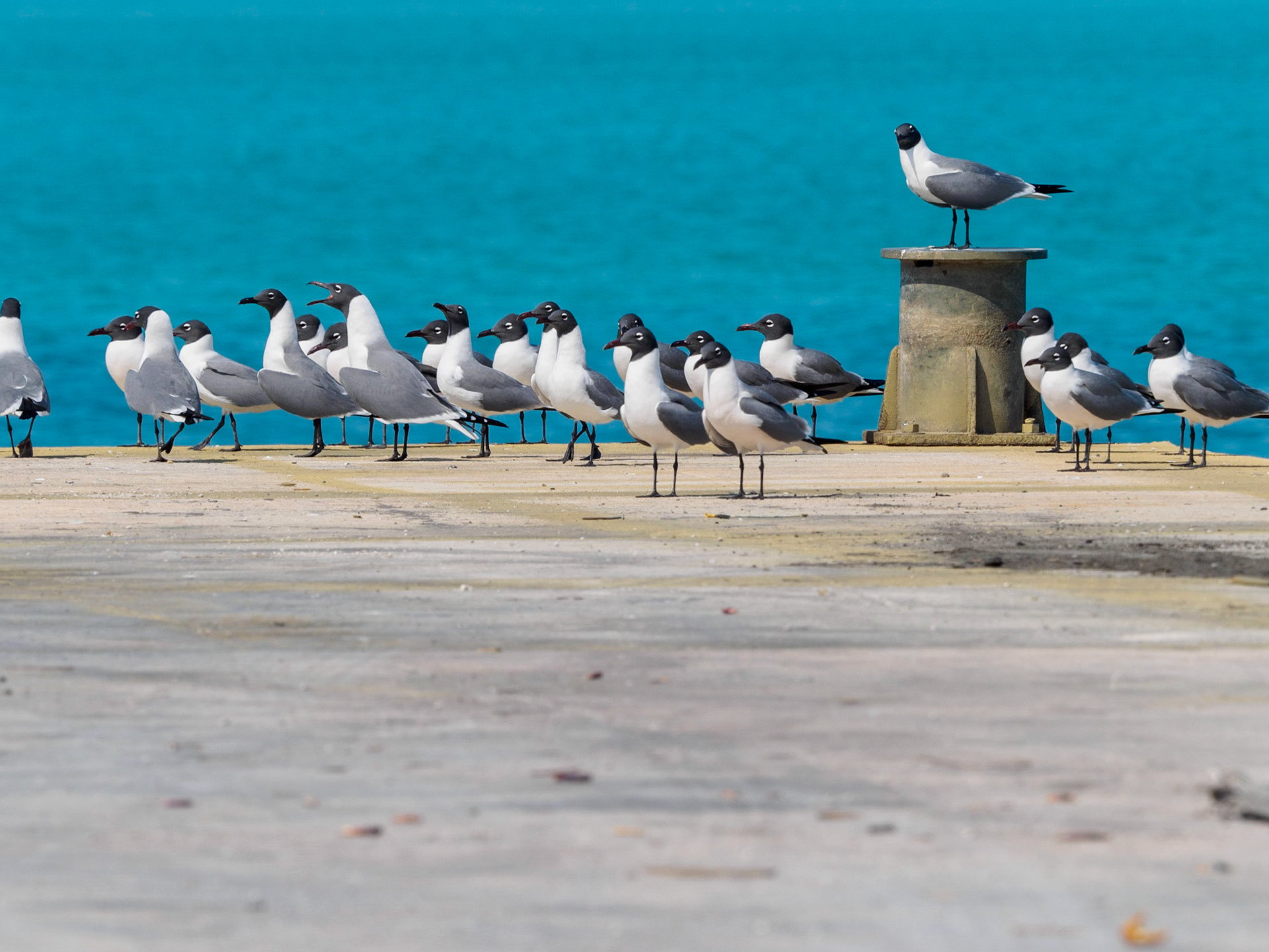 Laughing gull