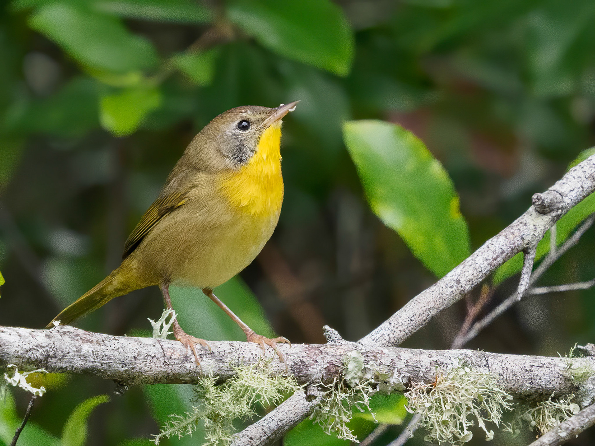 Common yellowthroat ~ Immature male