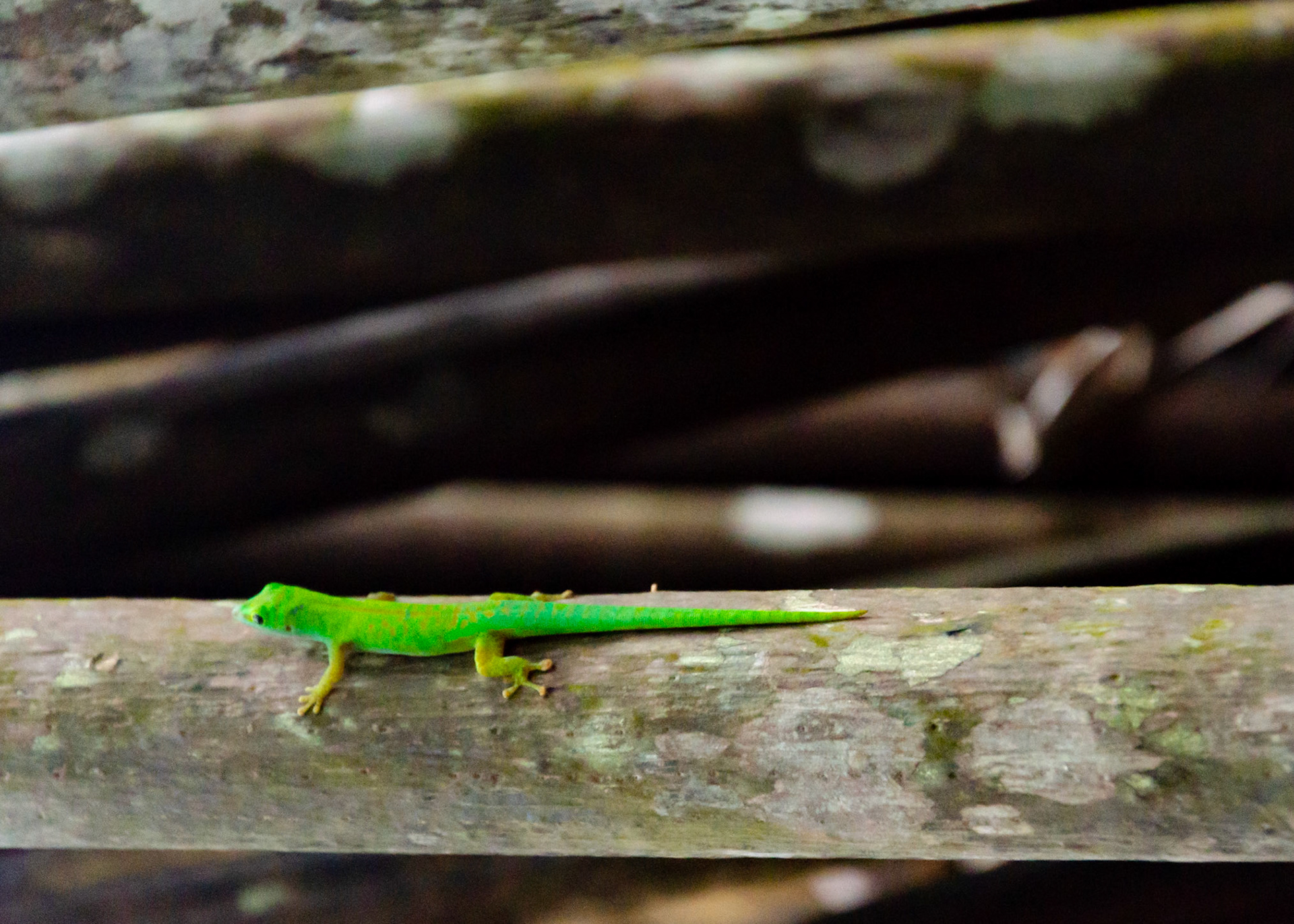 Phelsuma astriata