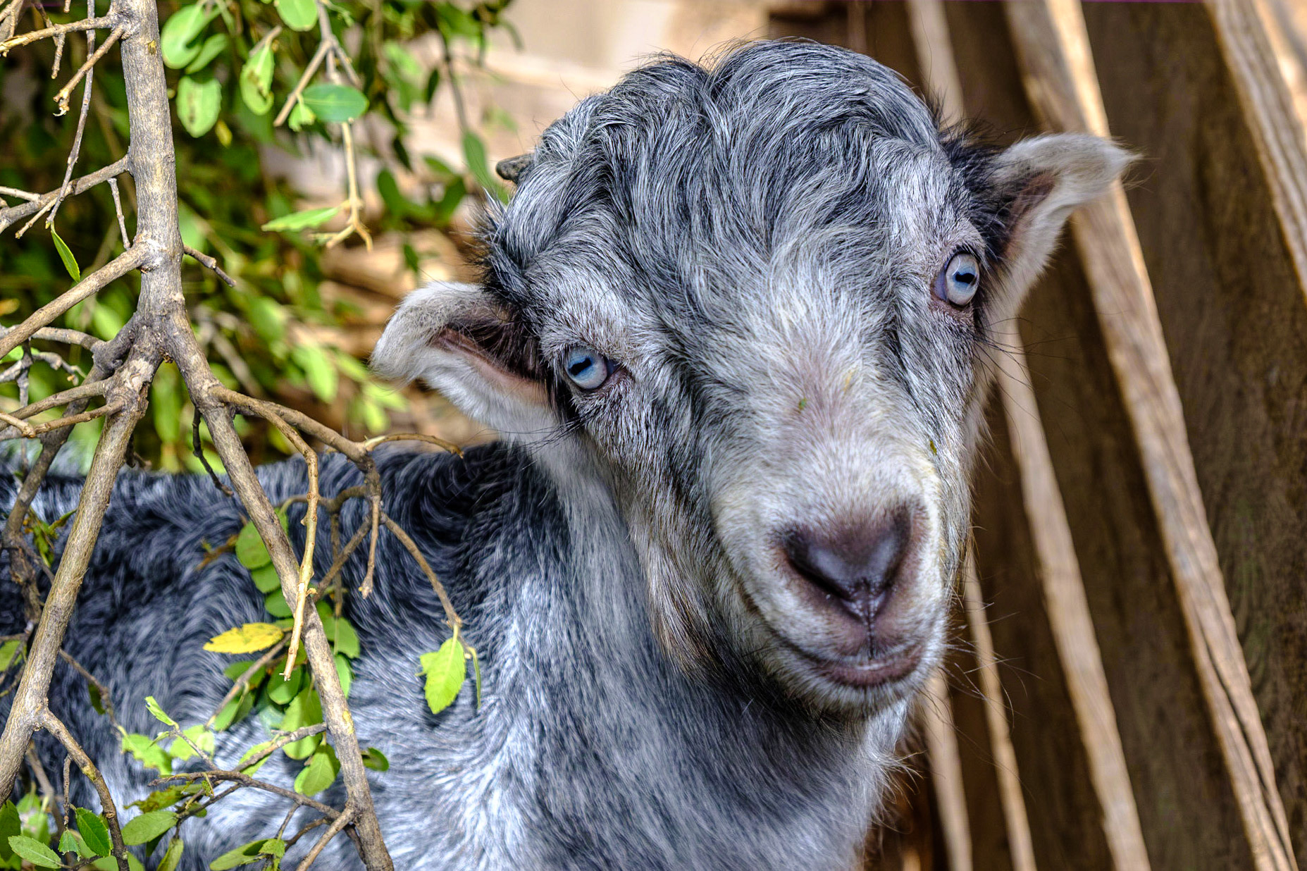 this little beauty now became a big male, taken in 2022