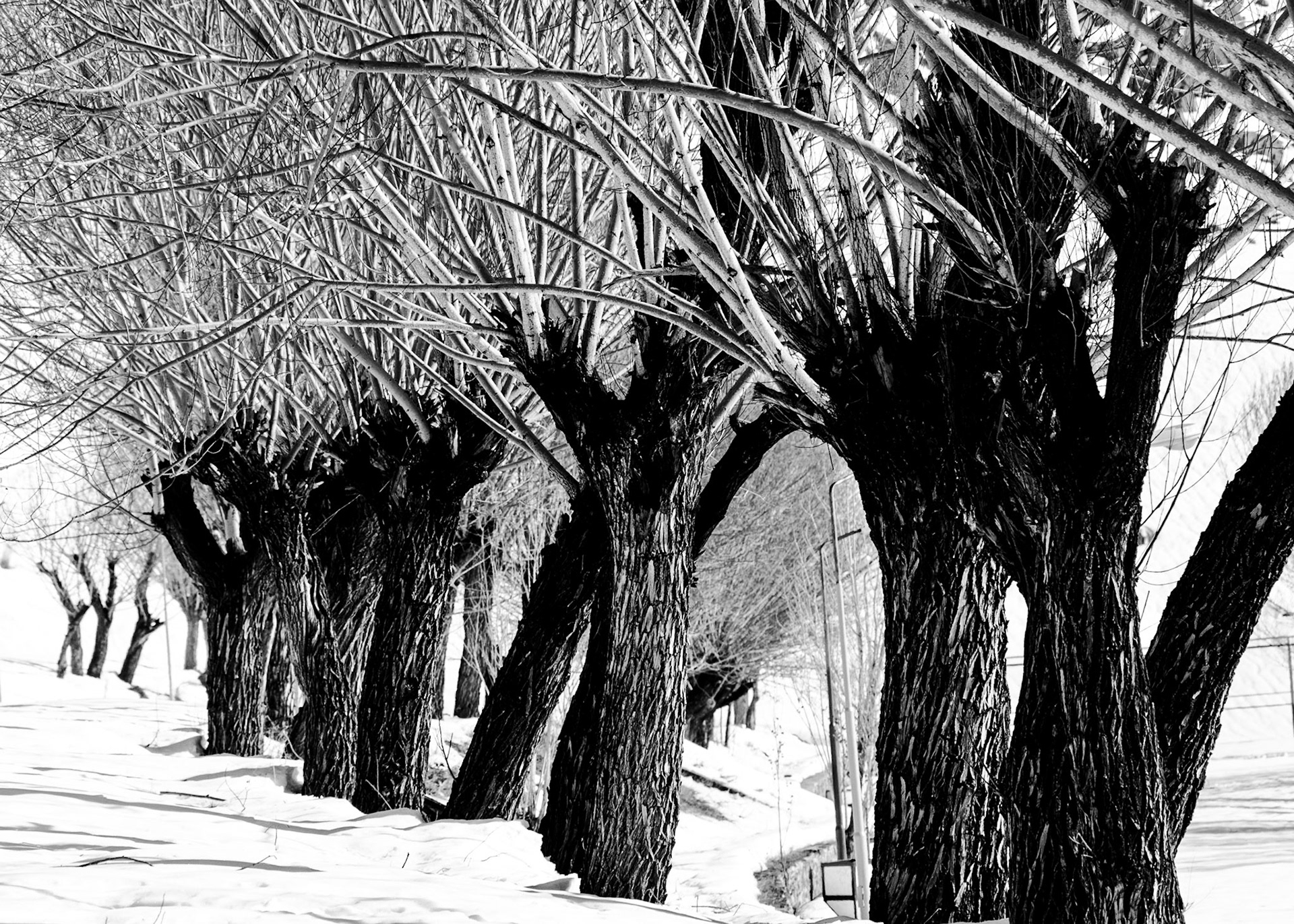 Wintrees