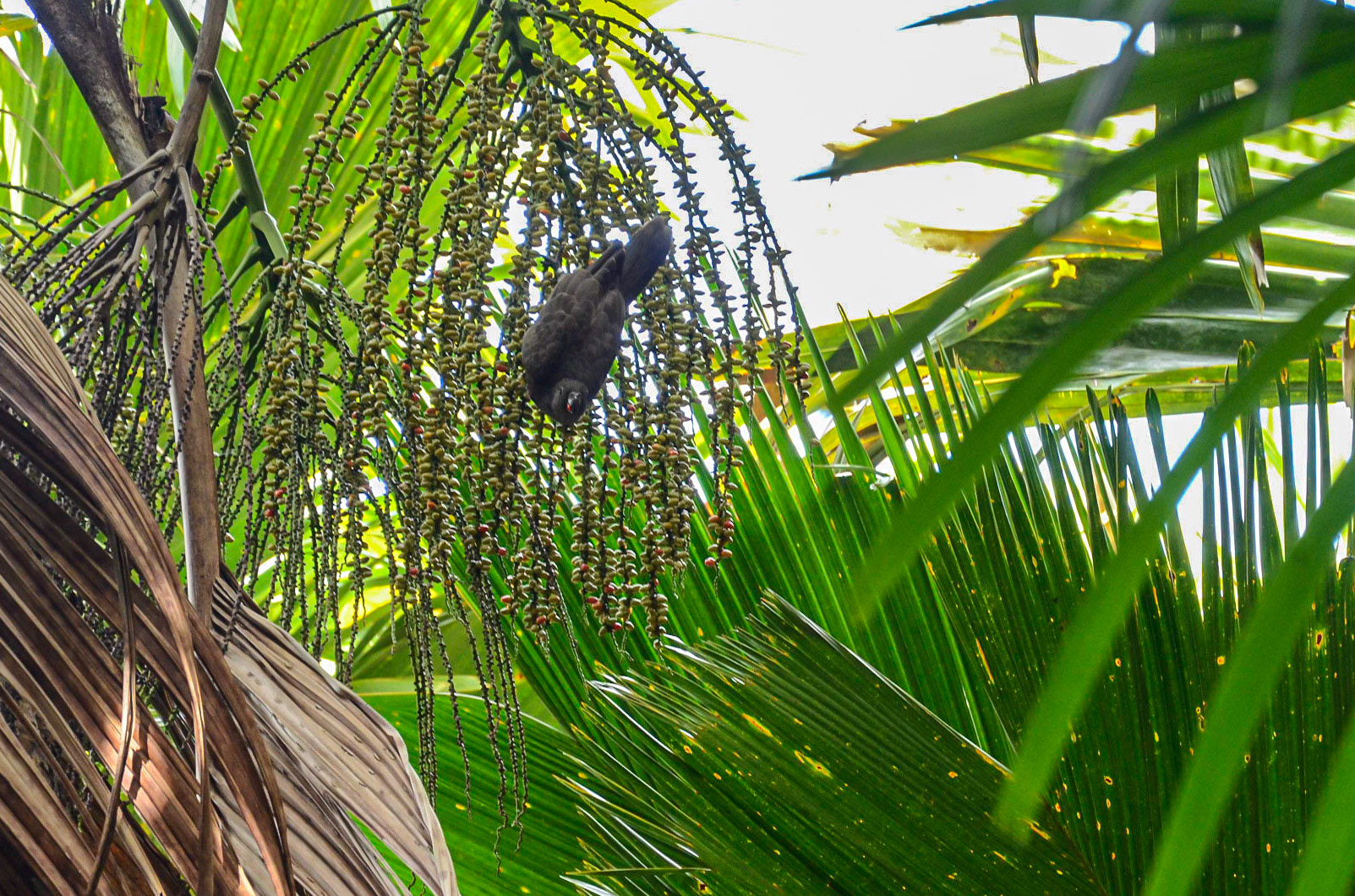 The Black Parrot