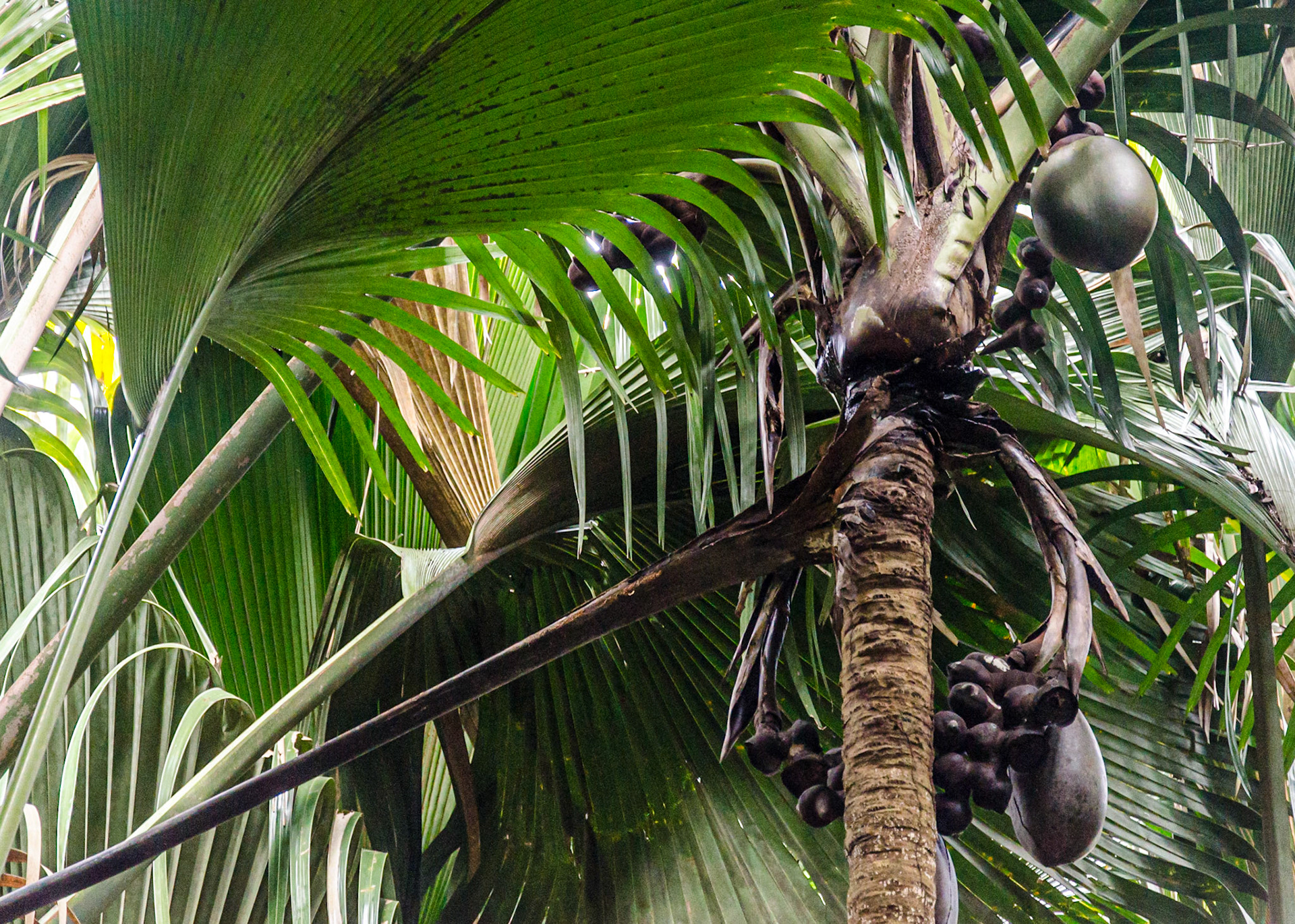 Praslin Nature Park
