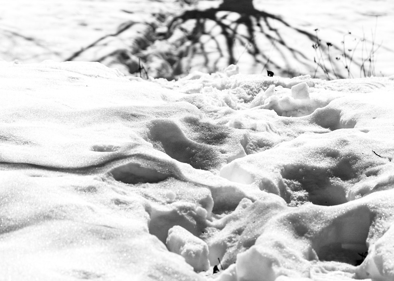 Wintrees