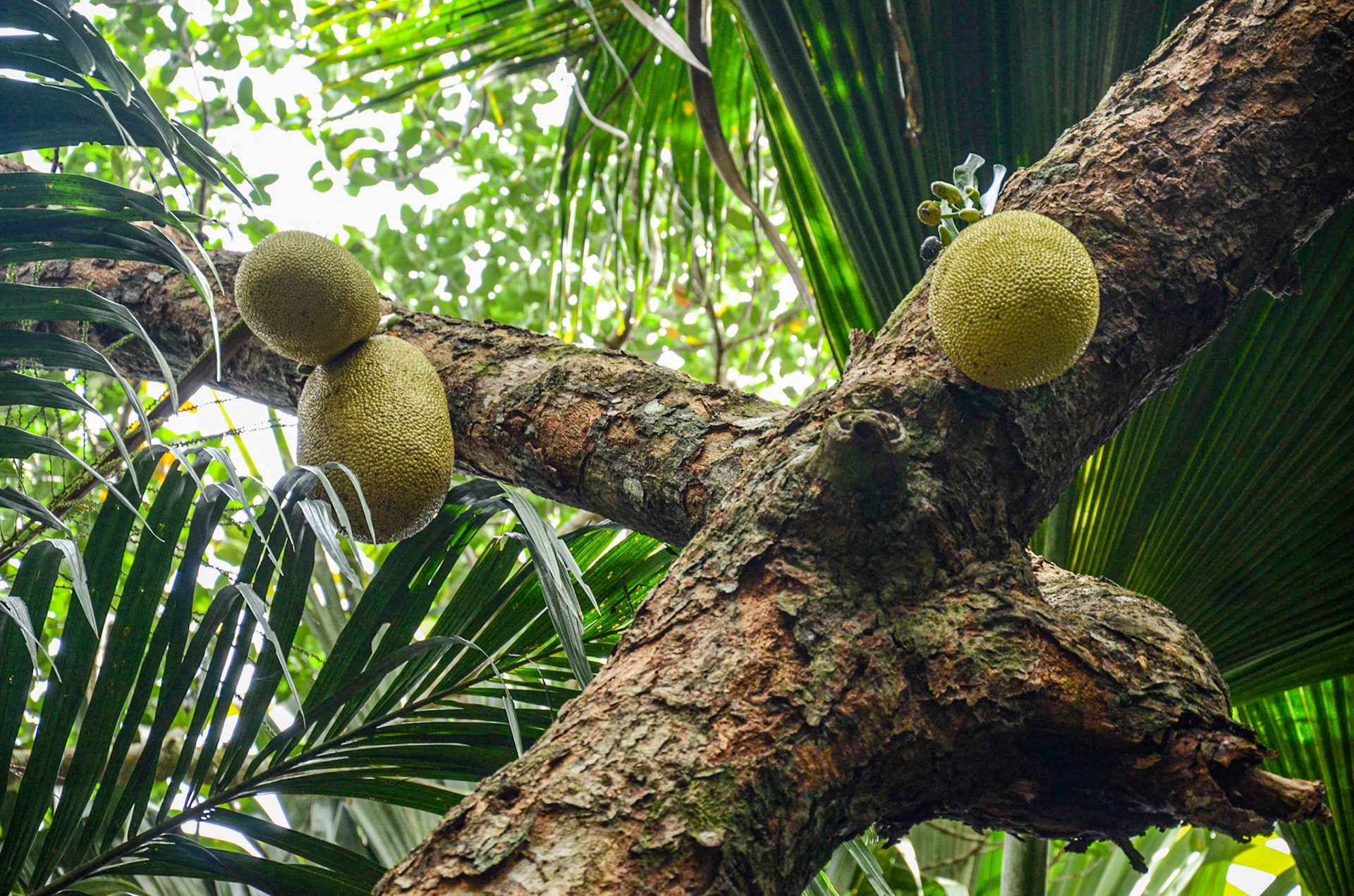 Jackfruit