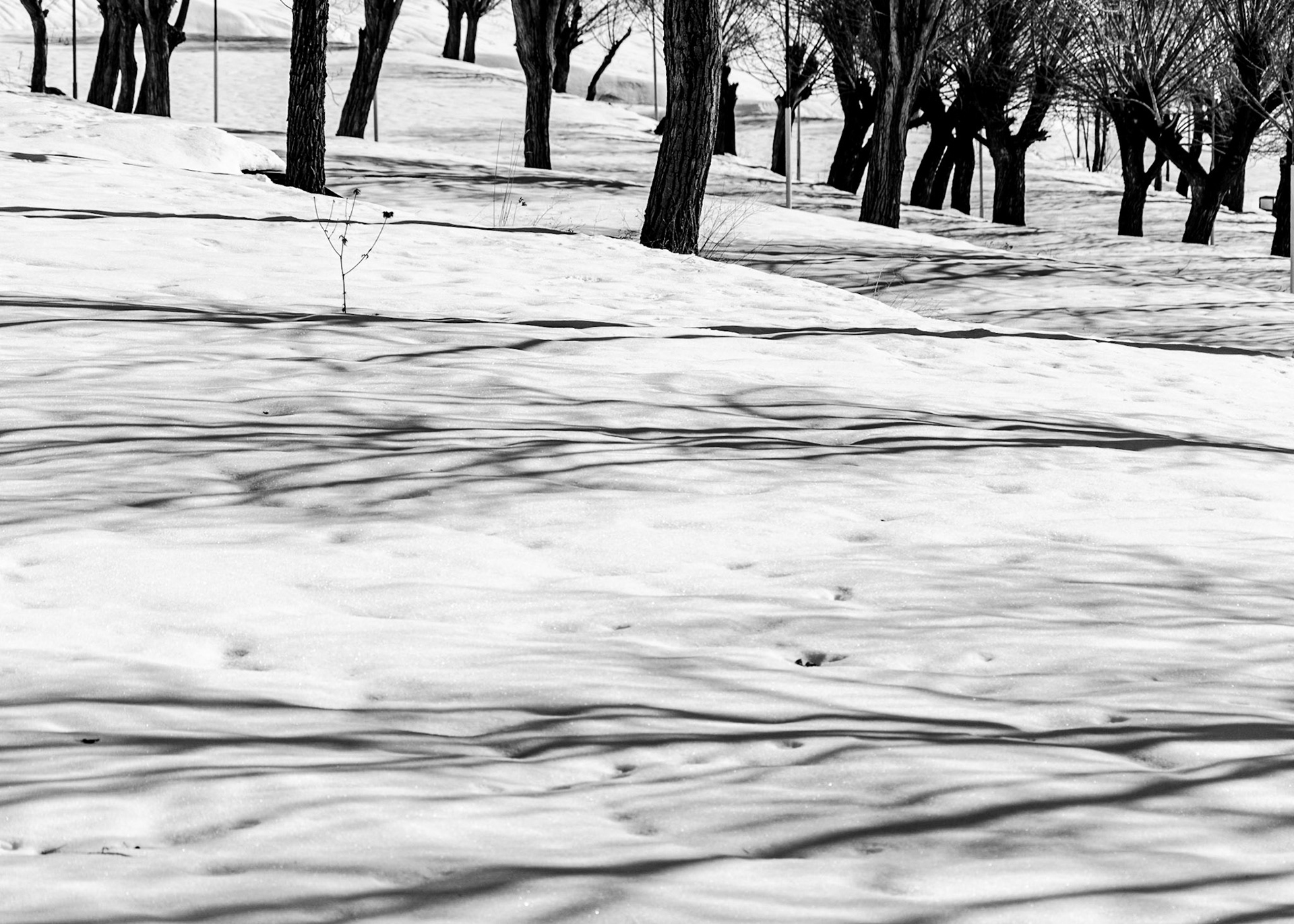 Wintrees