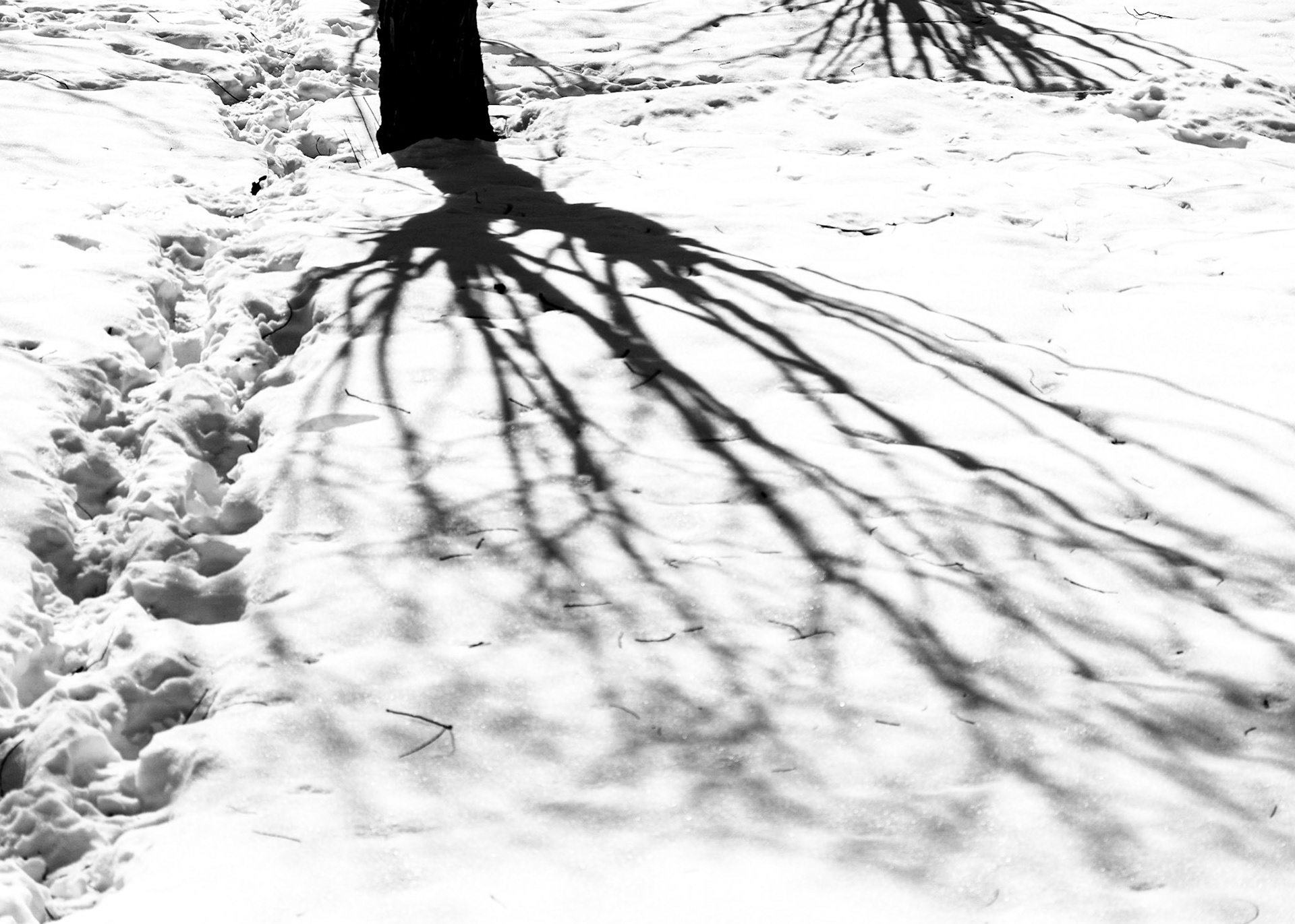 Wintrees