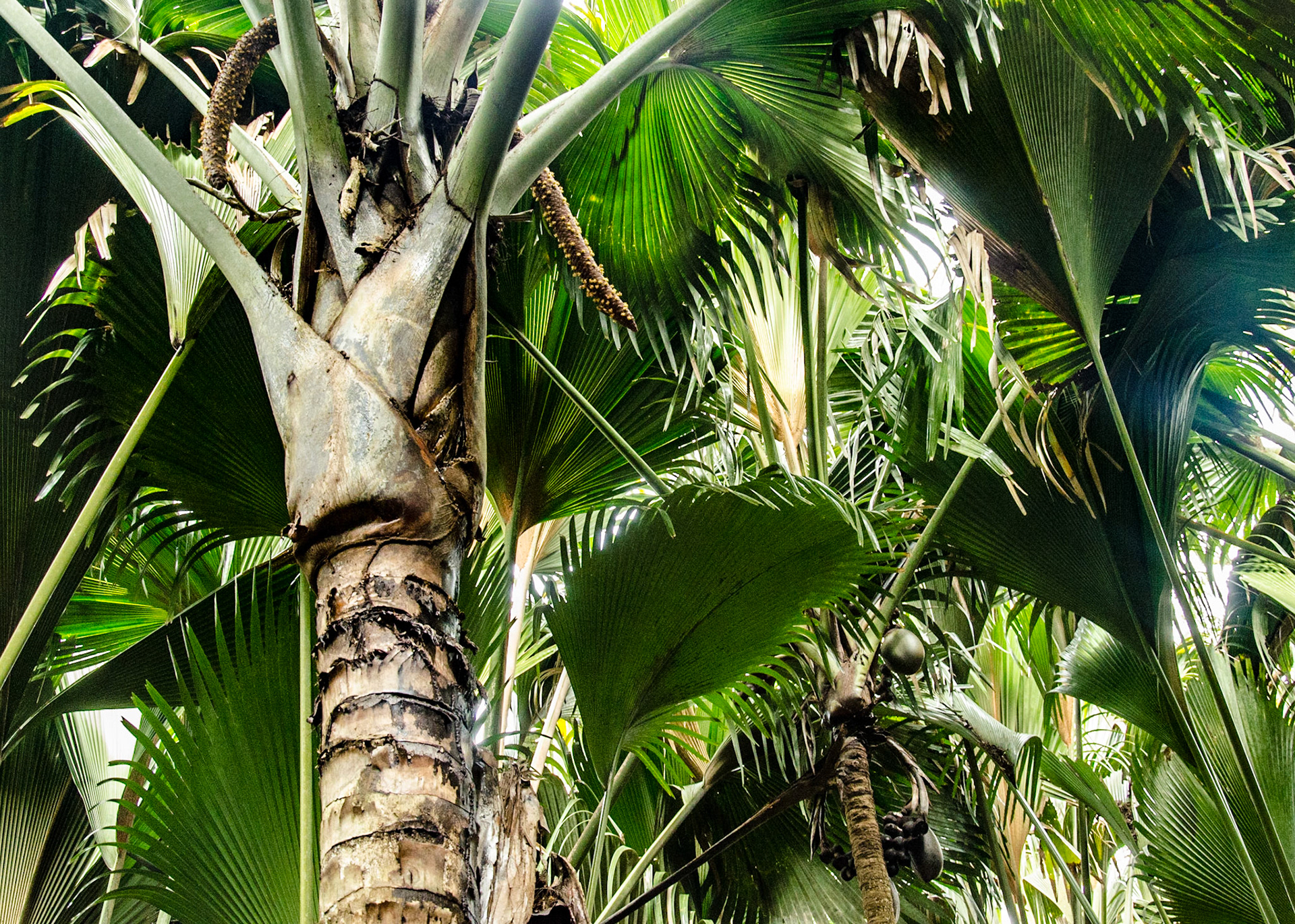 Male plant