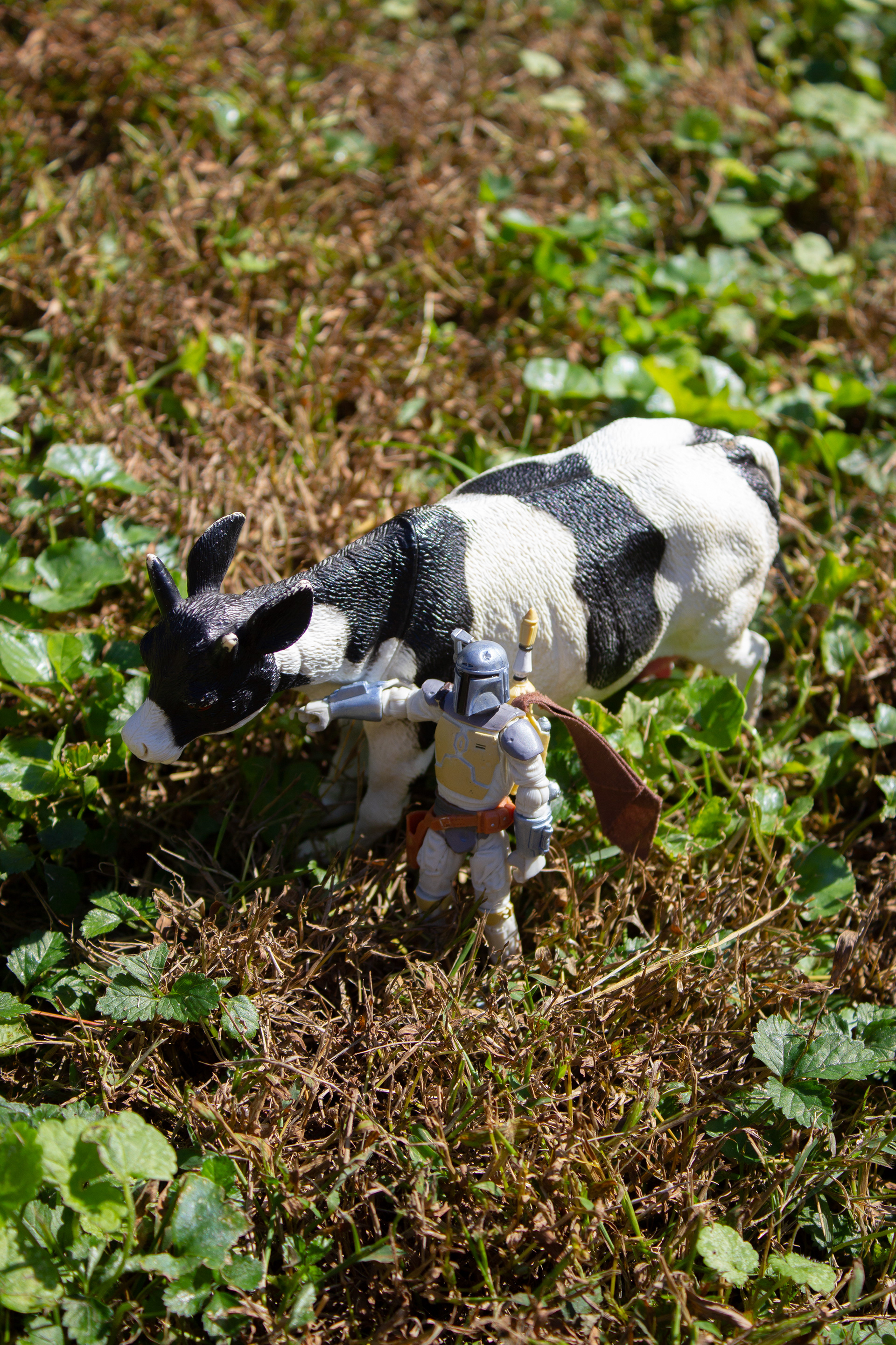 #2 Boba sets off