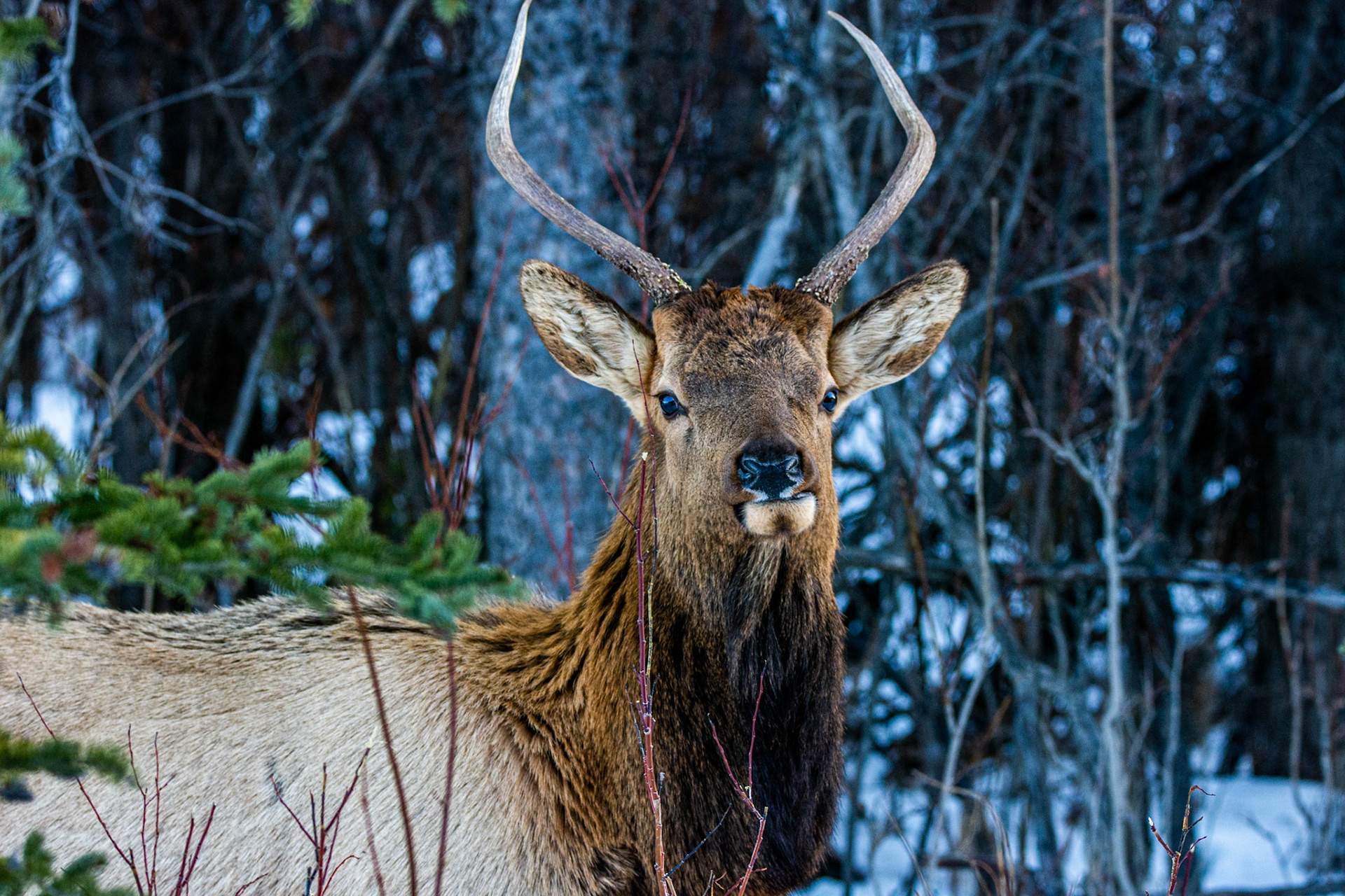 Roosevelt Elk (Cervus canadensis roosevelti)