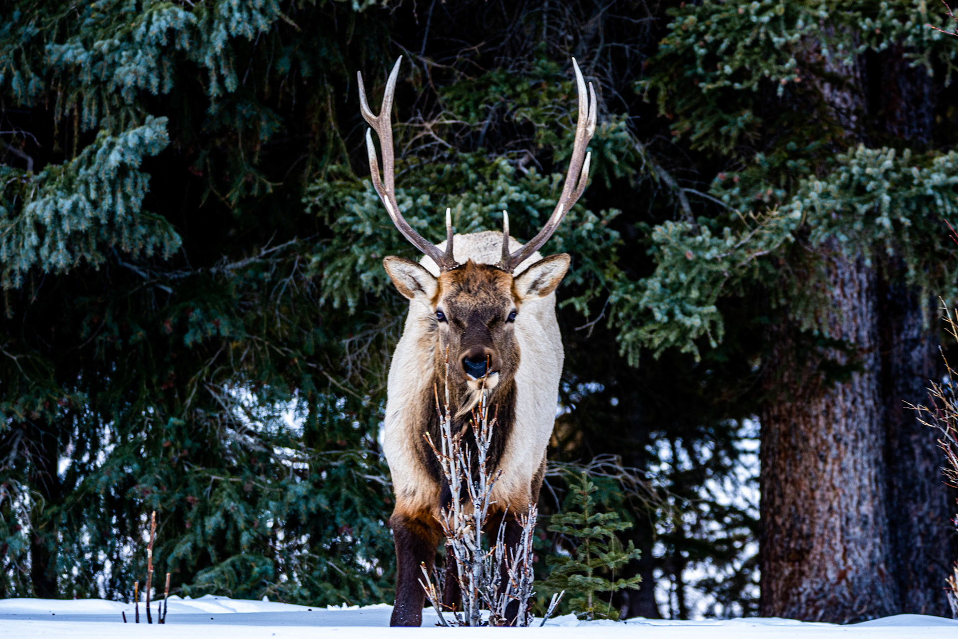 Roosevelt Elk (Cervus canadensis roosevelti)