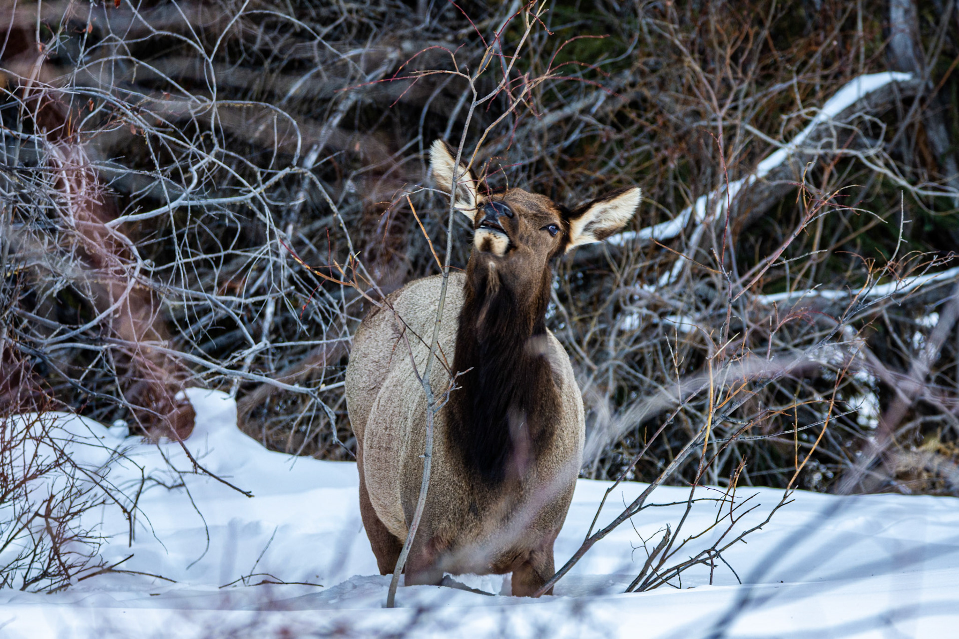Roosevelt Elk (Cervus canadensis roosevelti)