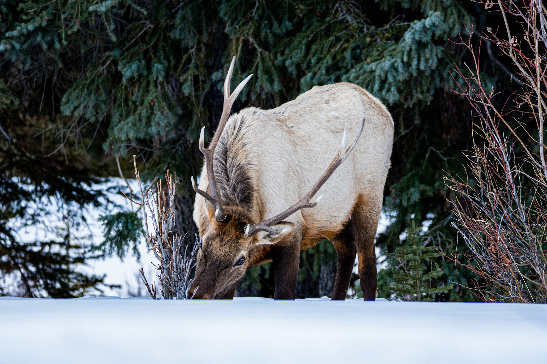 Roosevelt Elk (Cervus canadensis roosevelti)