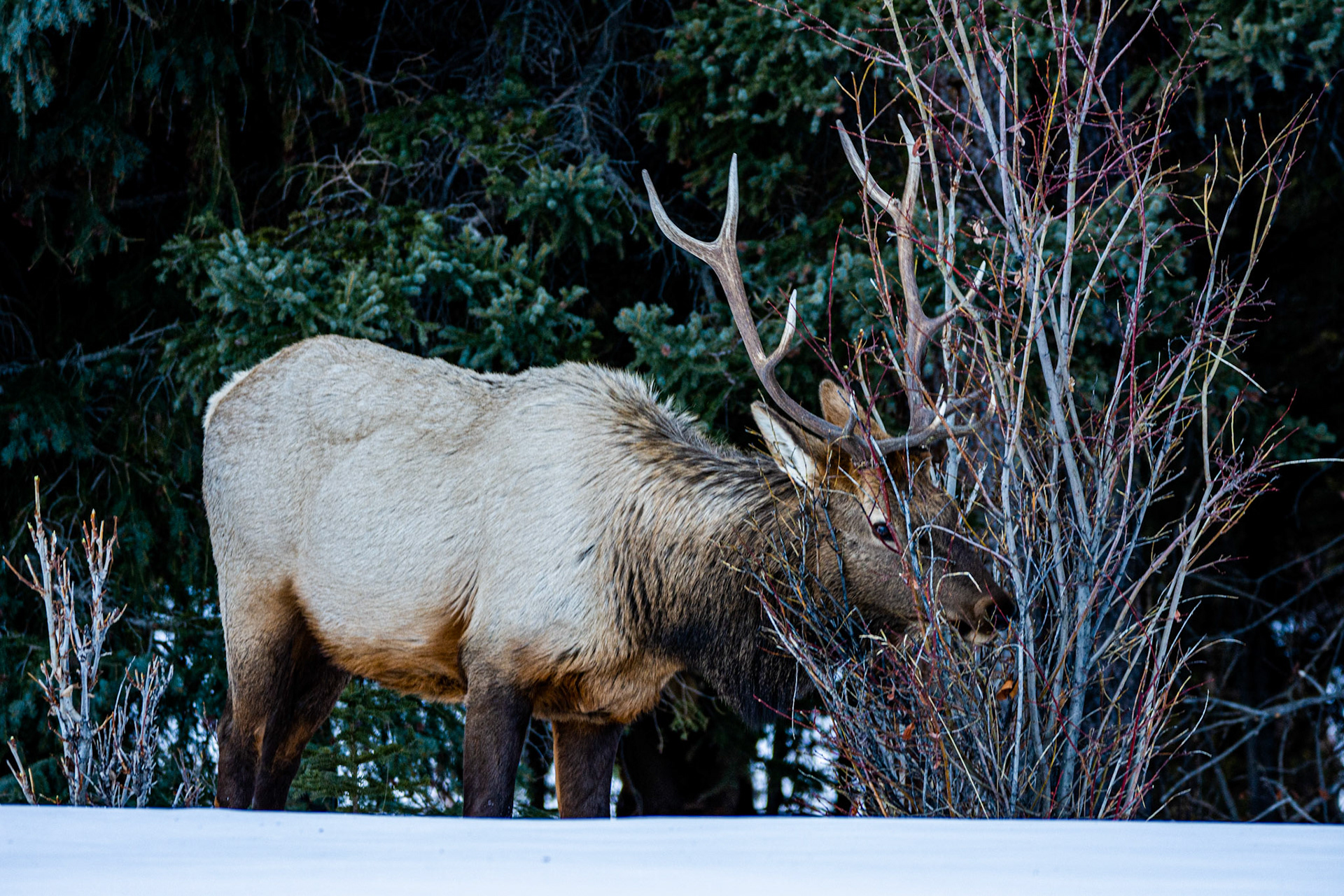 Roosevelt Elk (Cervus canadensis roosevelti)