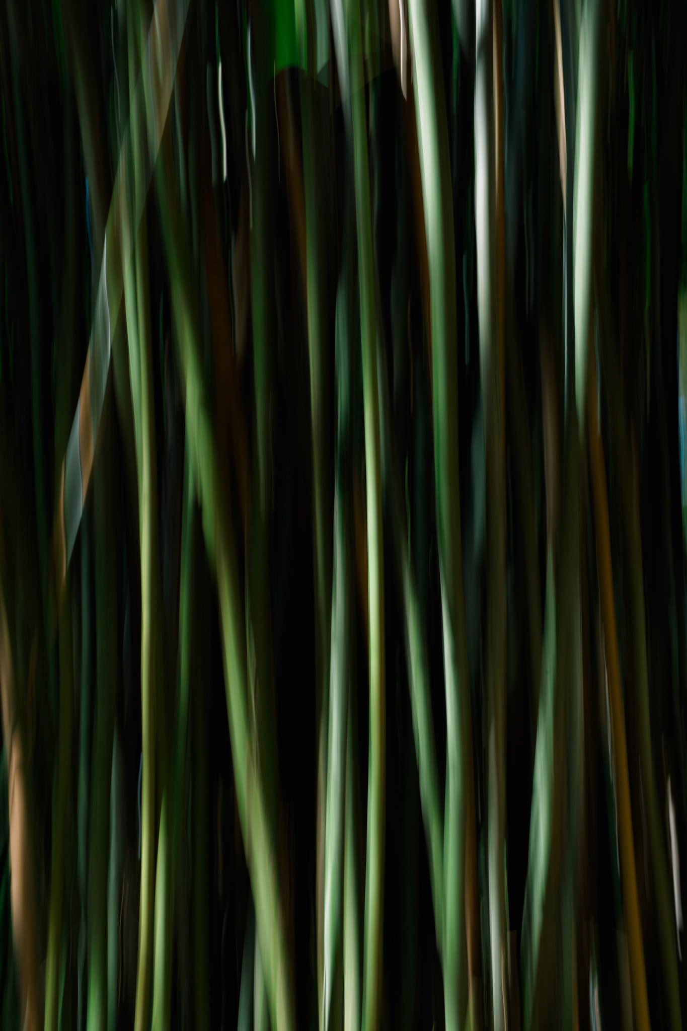 ICM de Bambus sobre luz natural diurna - Parque Ibirapuera