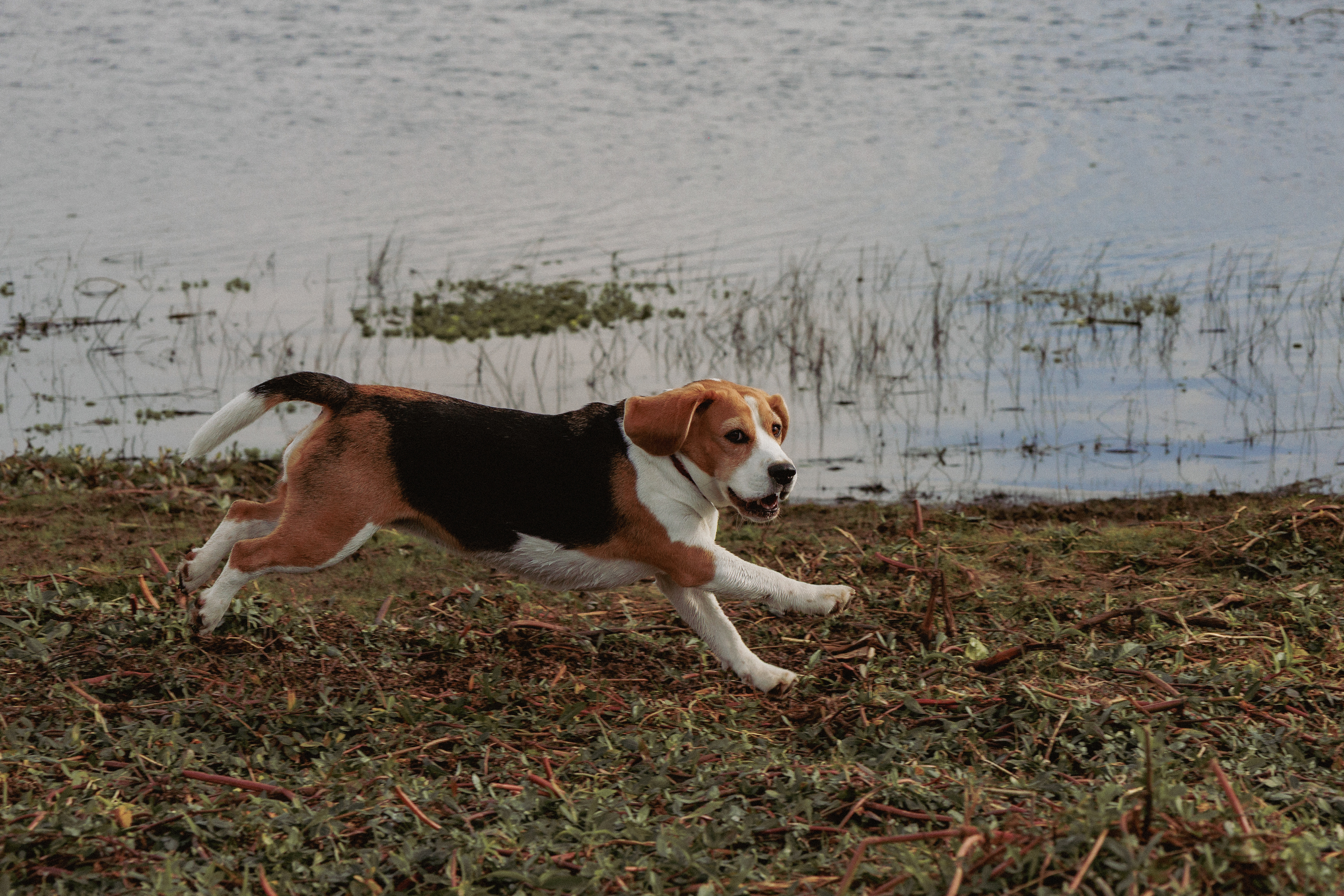 A melhor Beagle