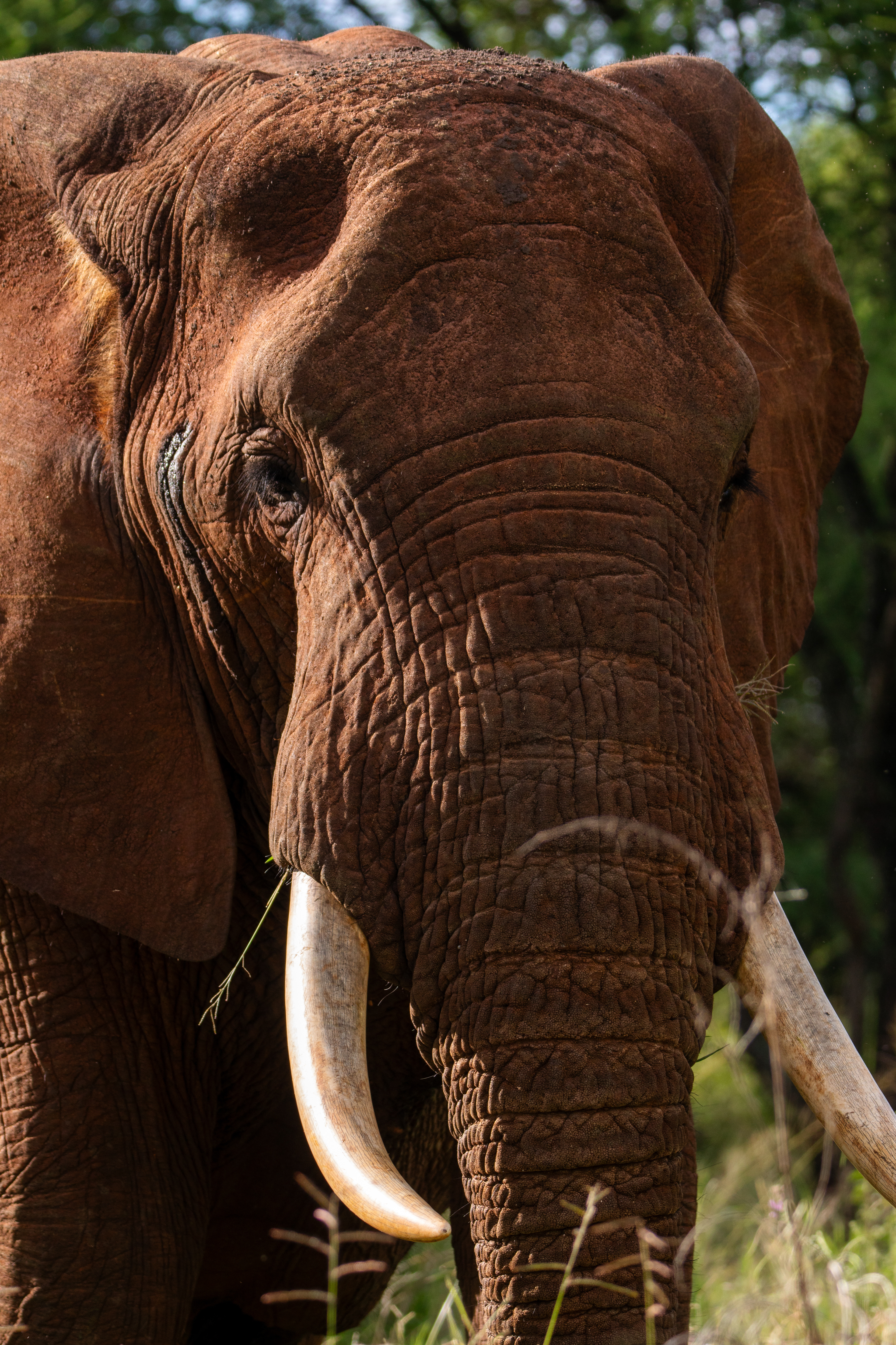 Safari i Tarangire