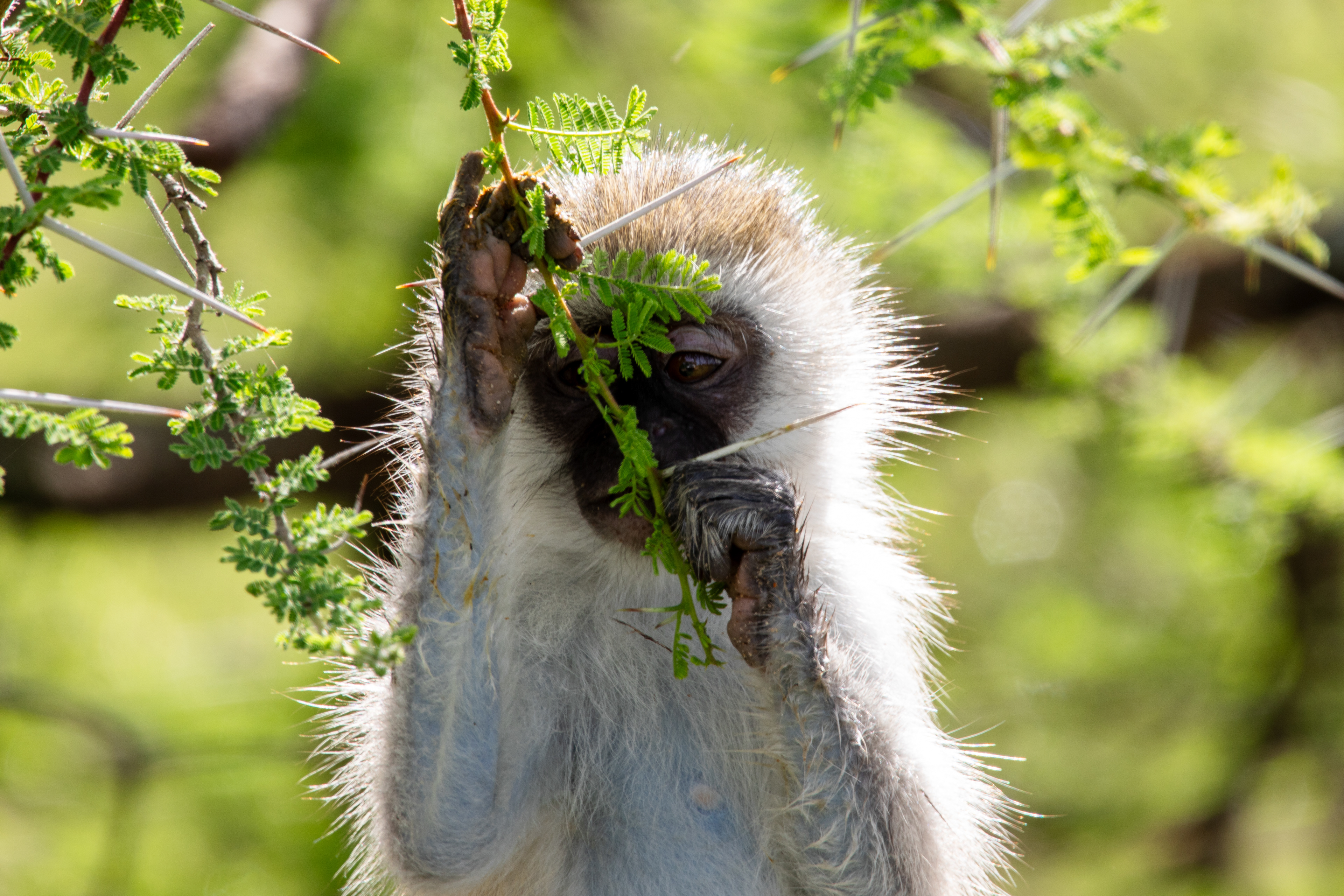Safari i Tarangire