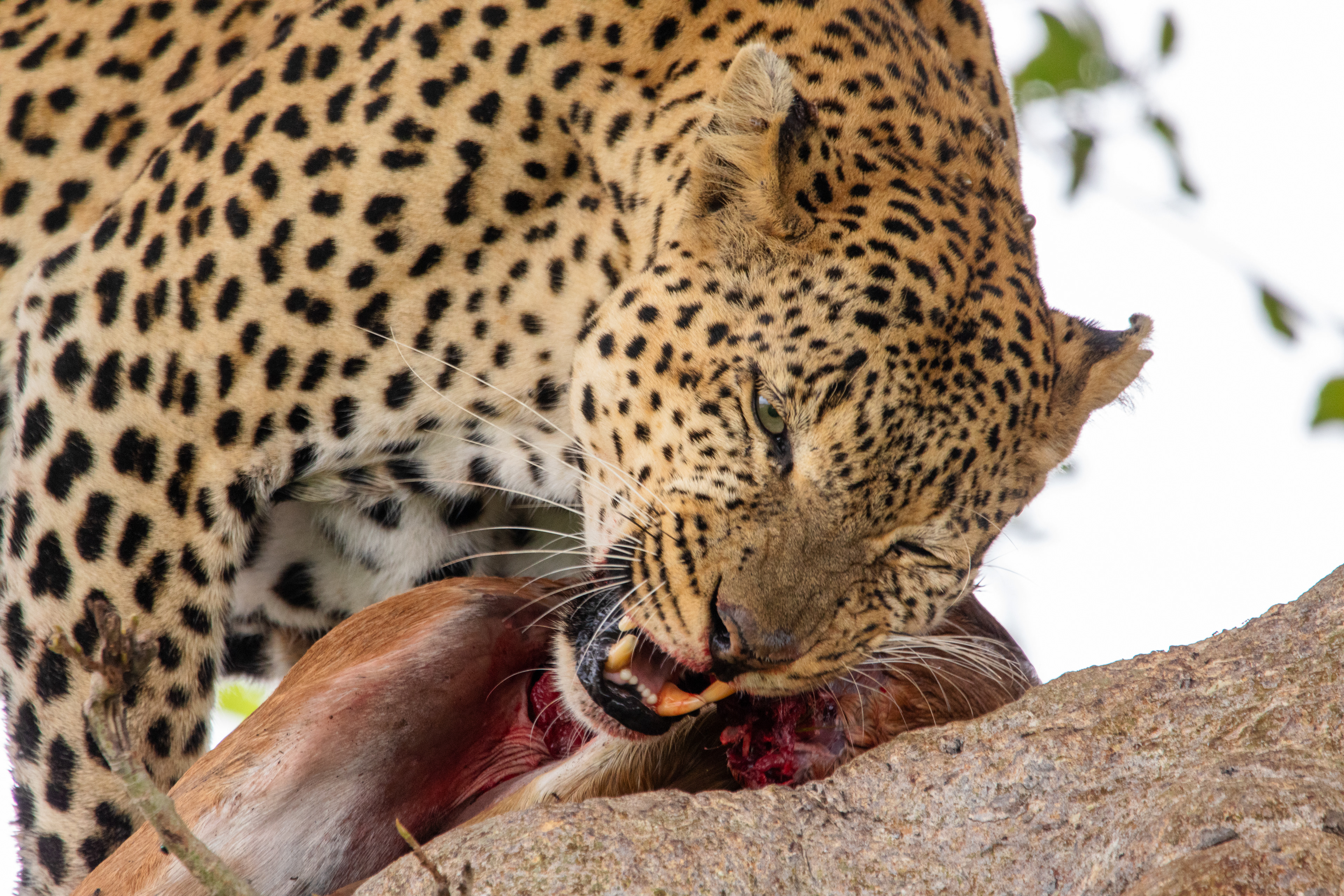 Safari i Ruaha