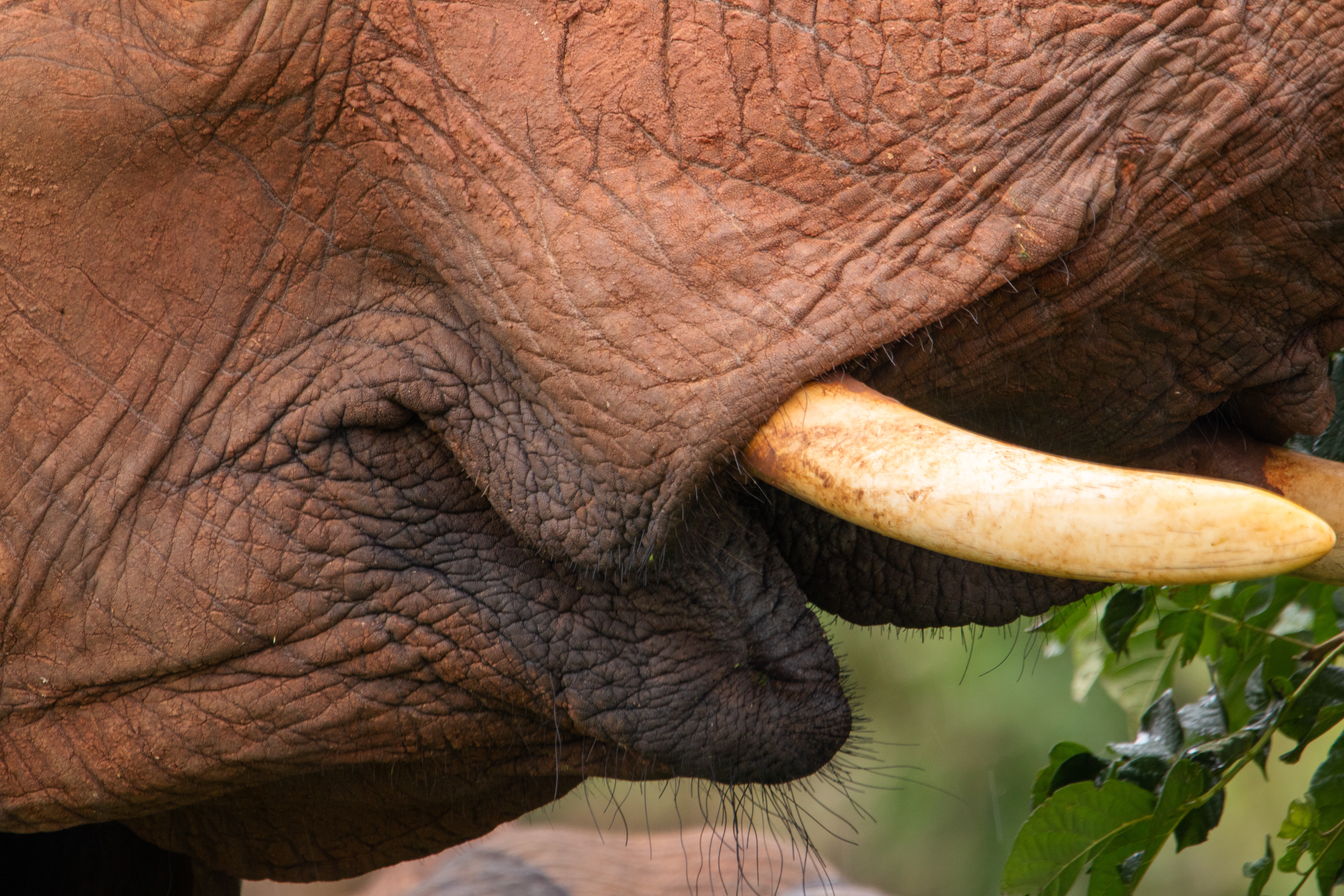 Safari i Tarangire