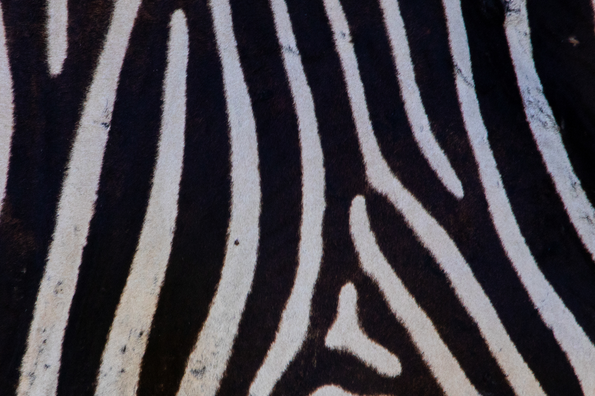 Safari i Tarangire