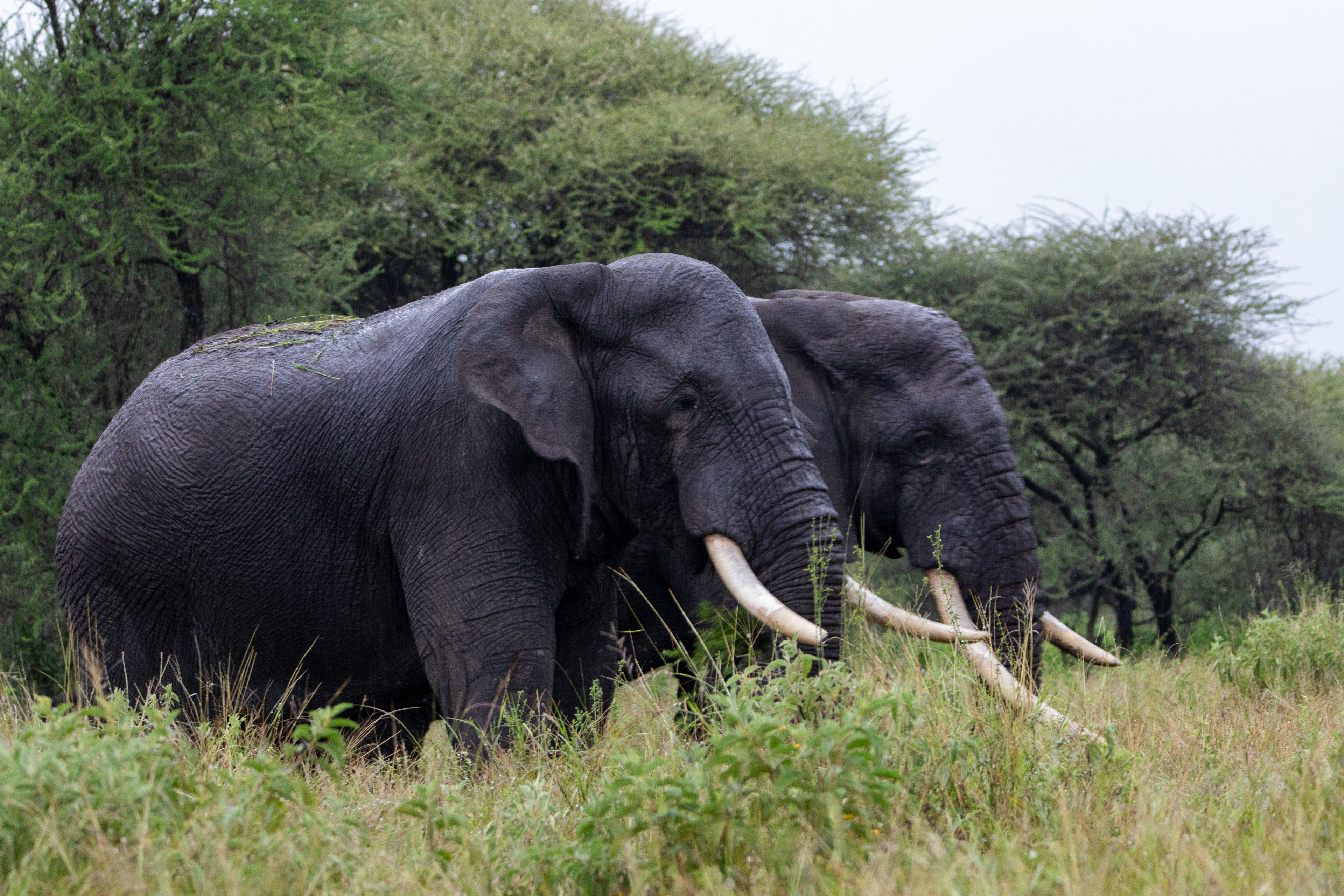 Safari i Tarangire