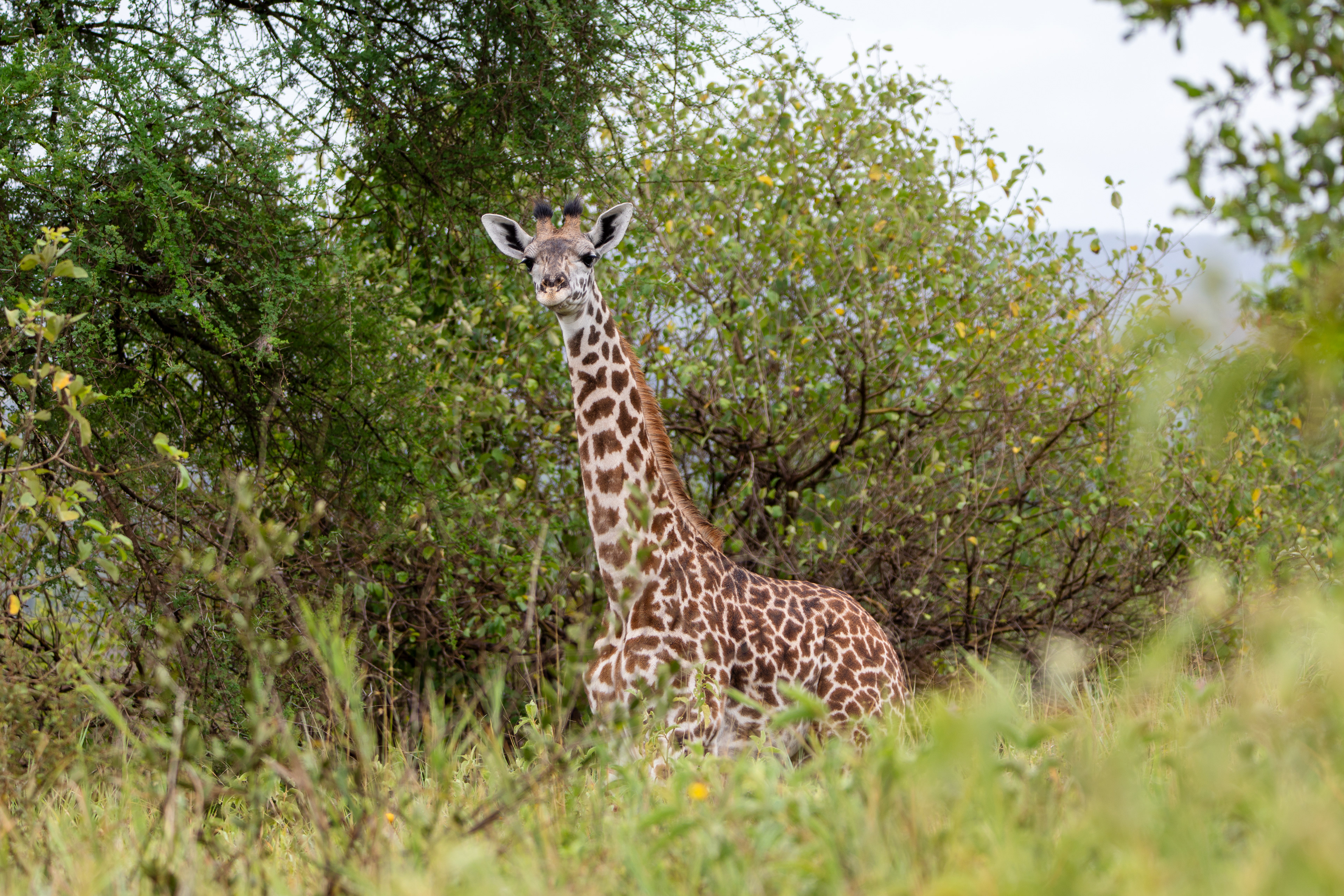 Safari i Tarangire