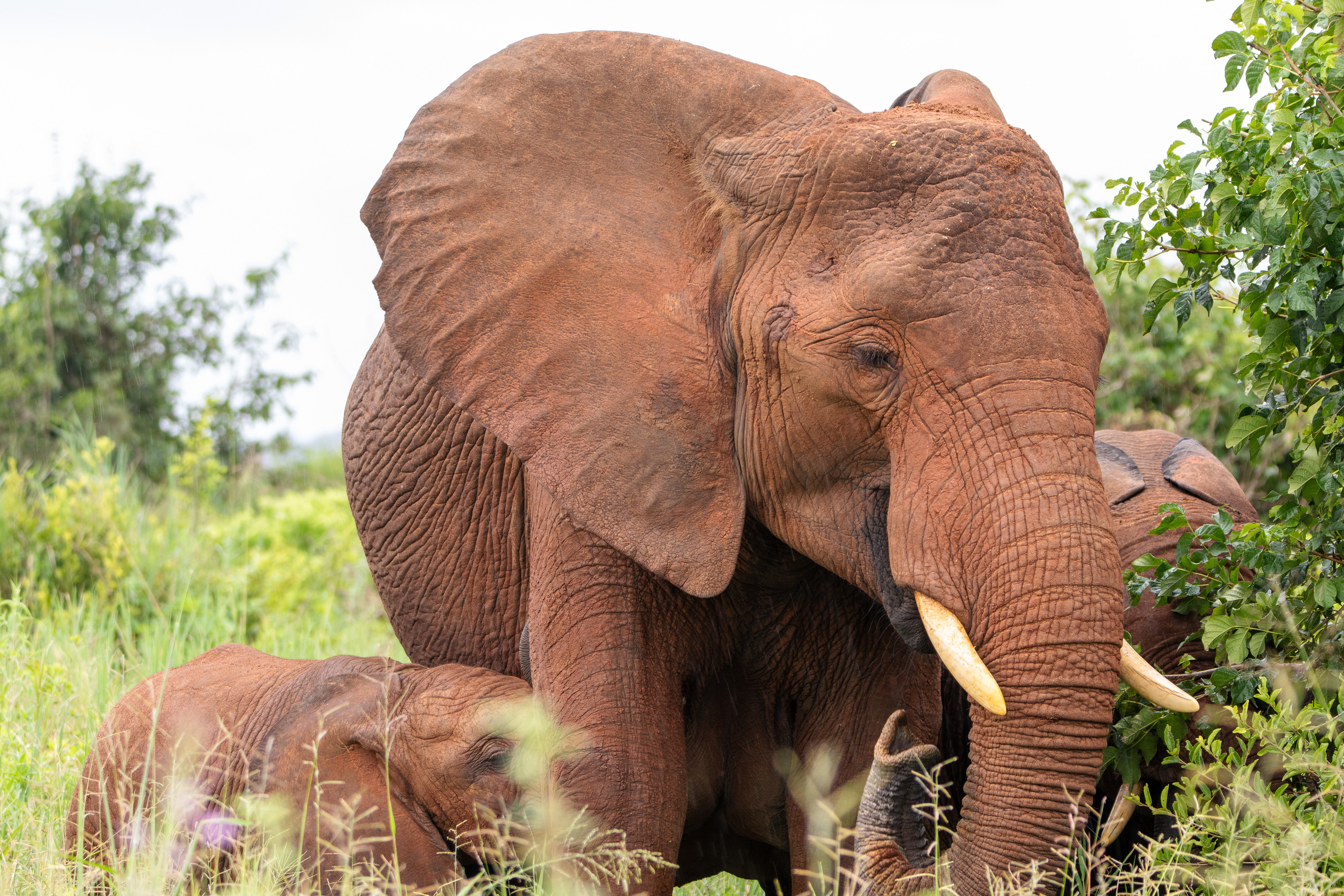 Safari i Tarangire