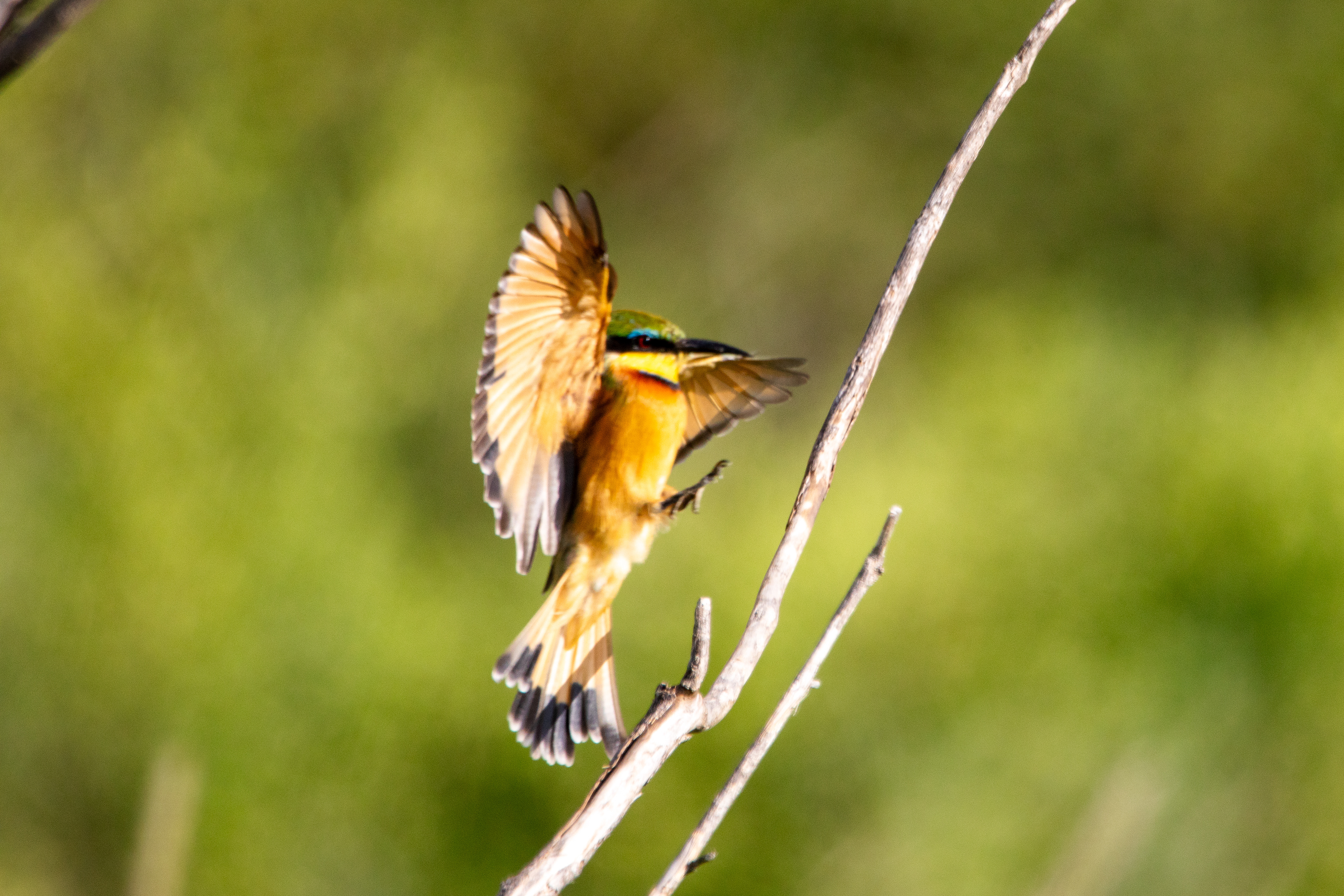 Safari i Tarangire