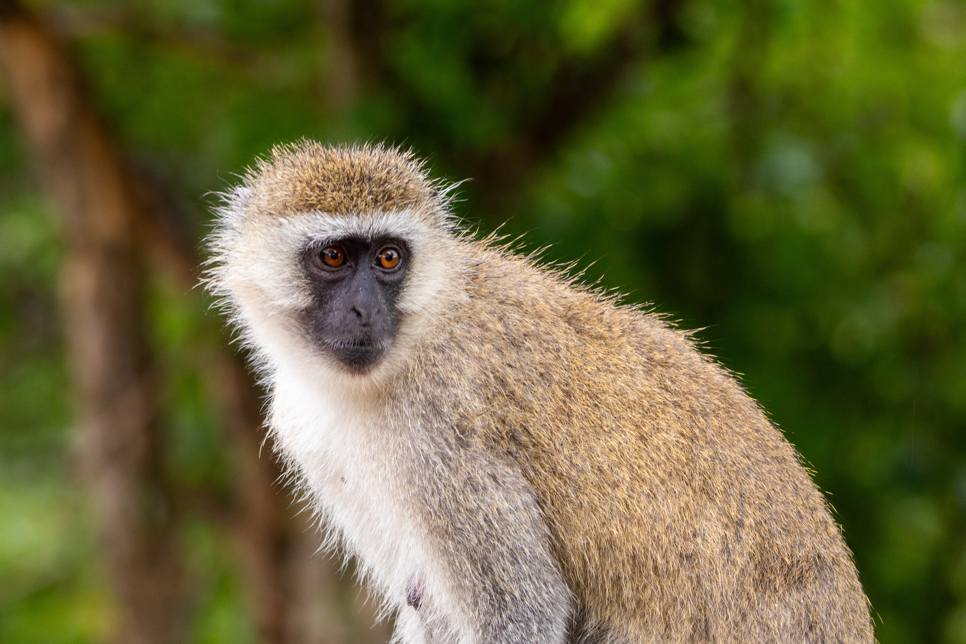 Safari i Tarangire