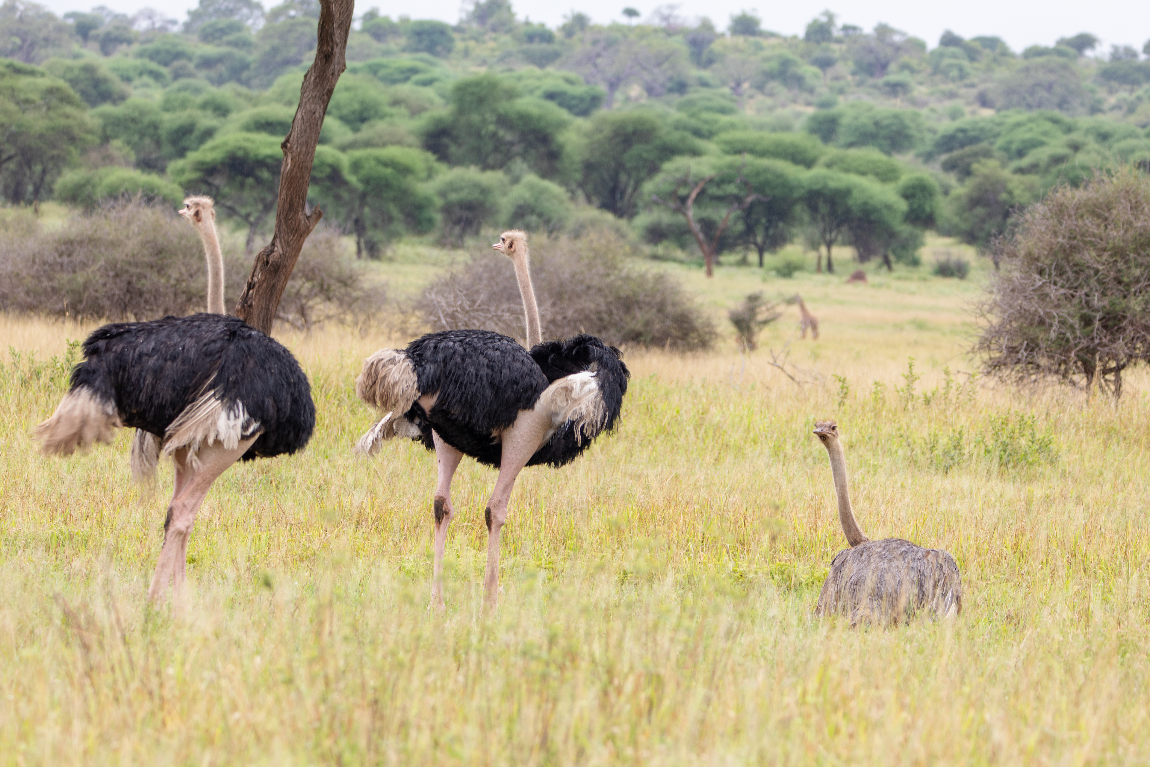 Safari i Tarangire