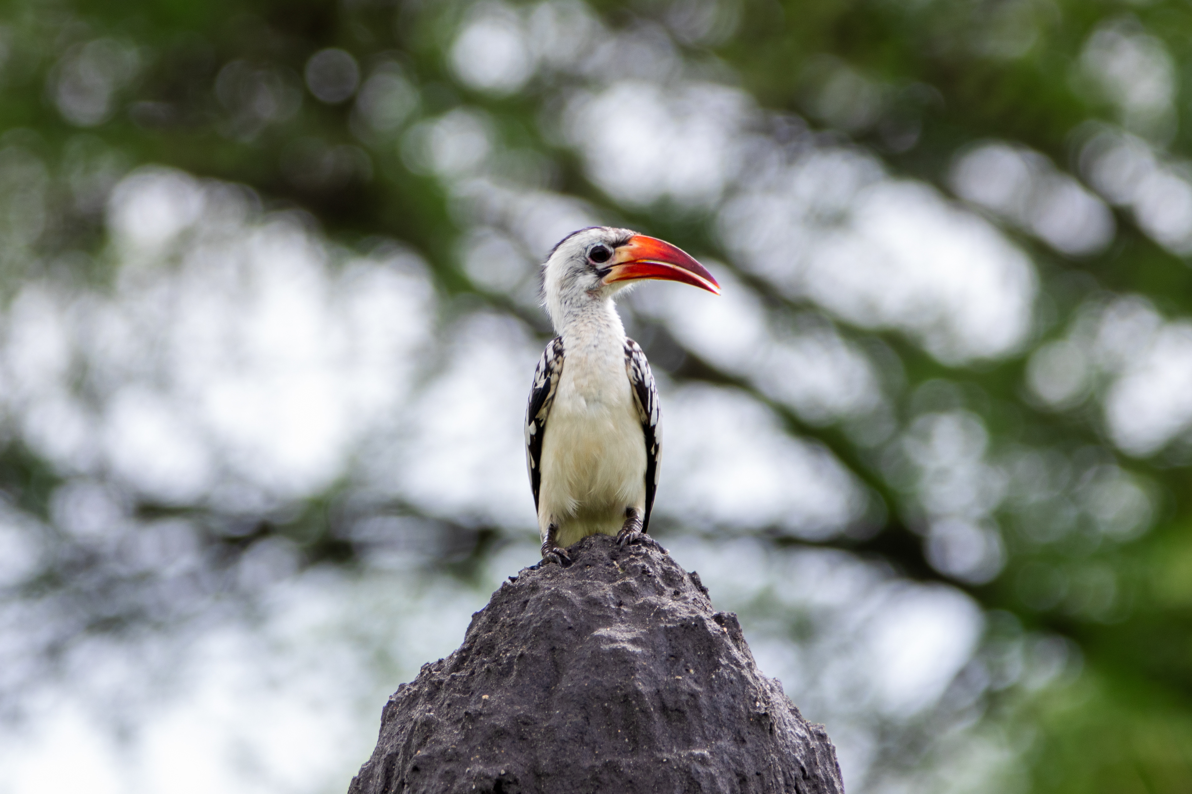 Safari i Tarangire