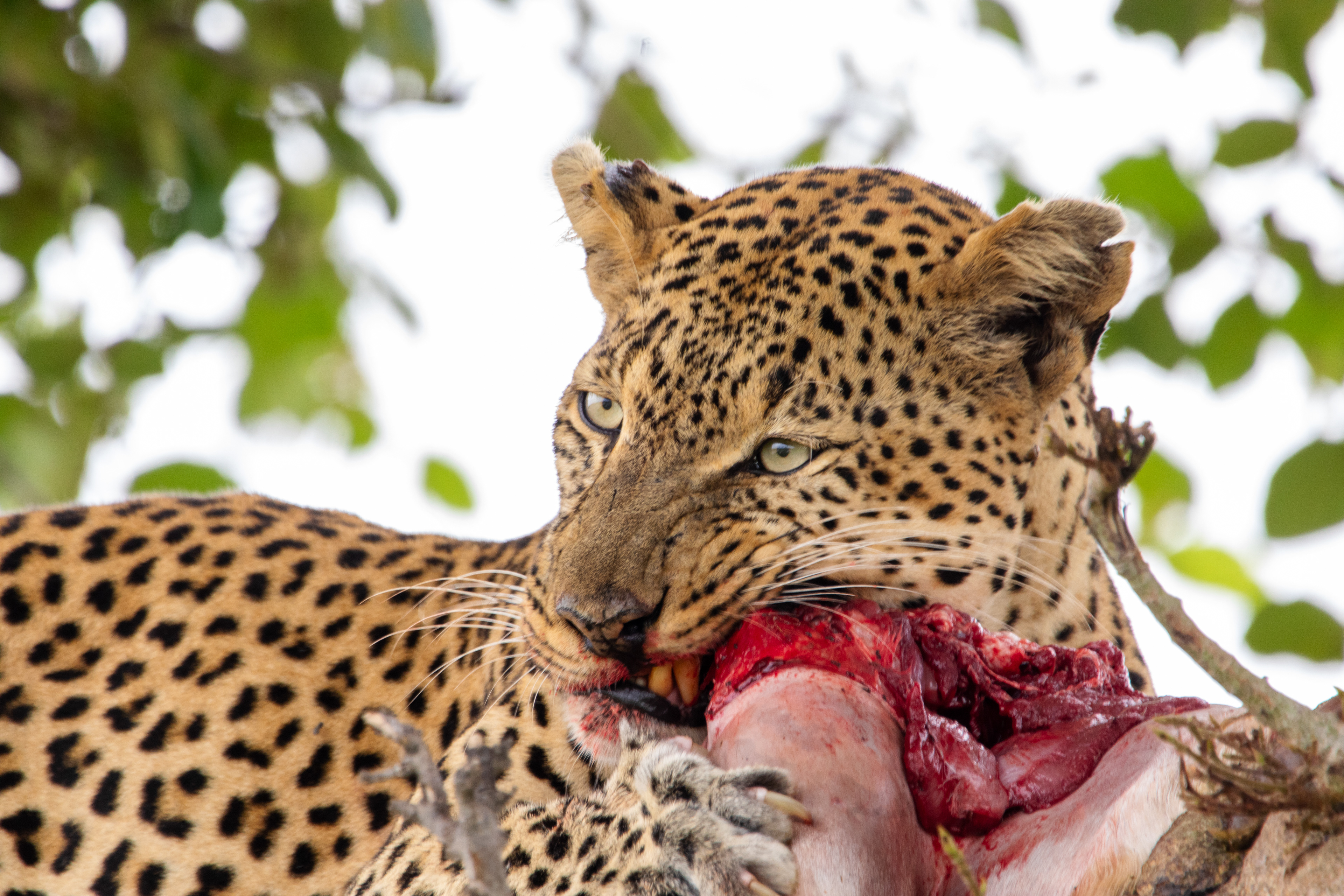 Safari i Ruaha