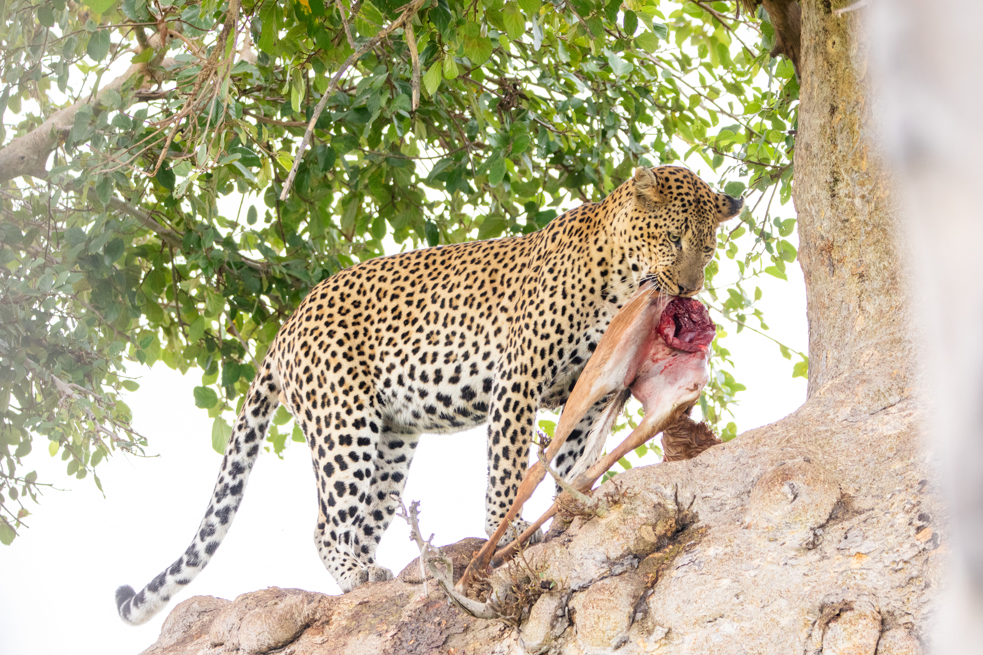 Safari i Ruaha