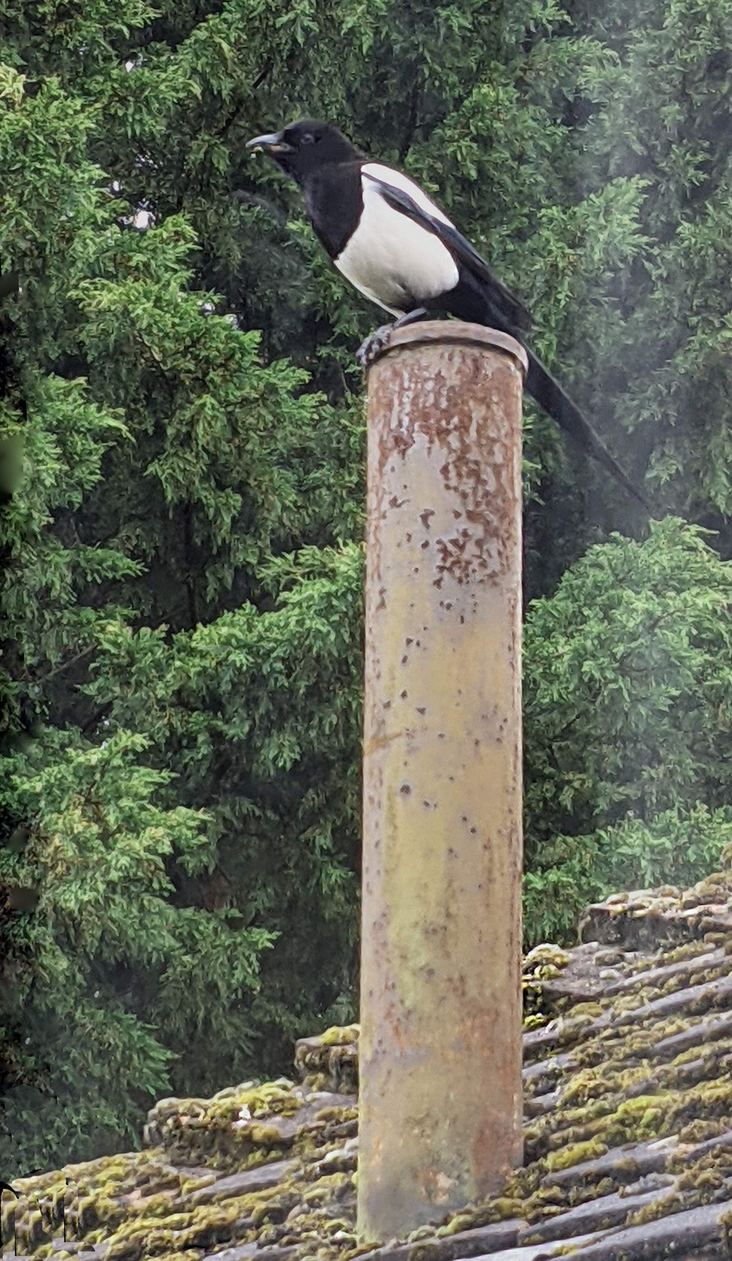 Mr. Magpie