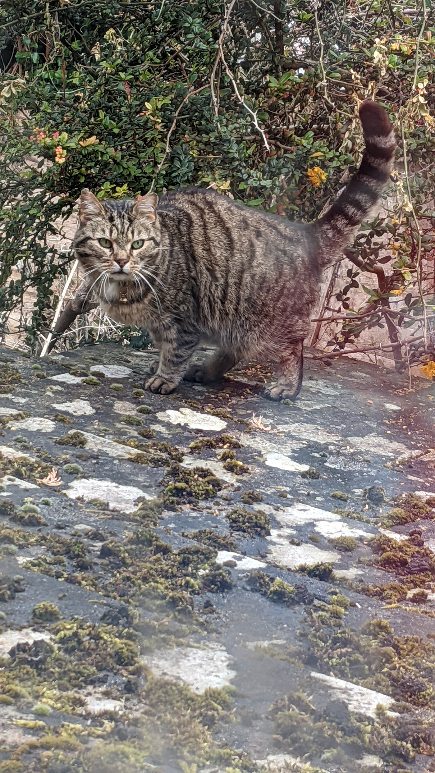 Morning rooftop visitor