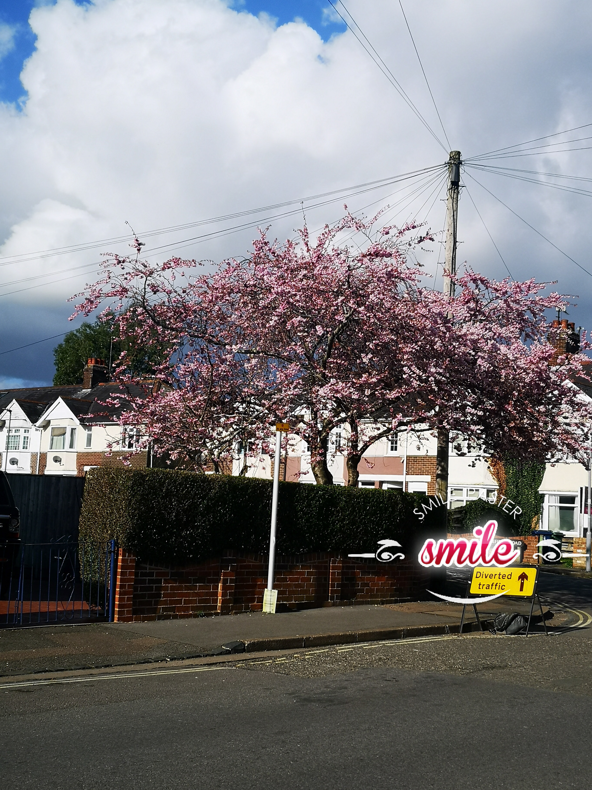 Cherry blossom on an urban street corner.