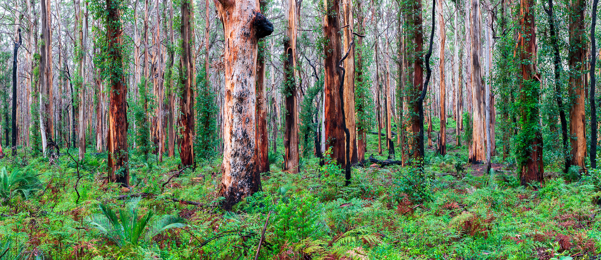 Boranup Forest, Karridale