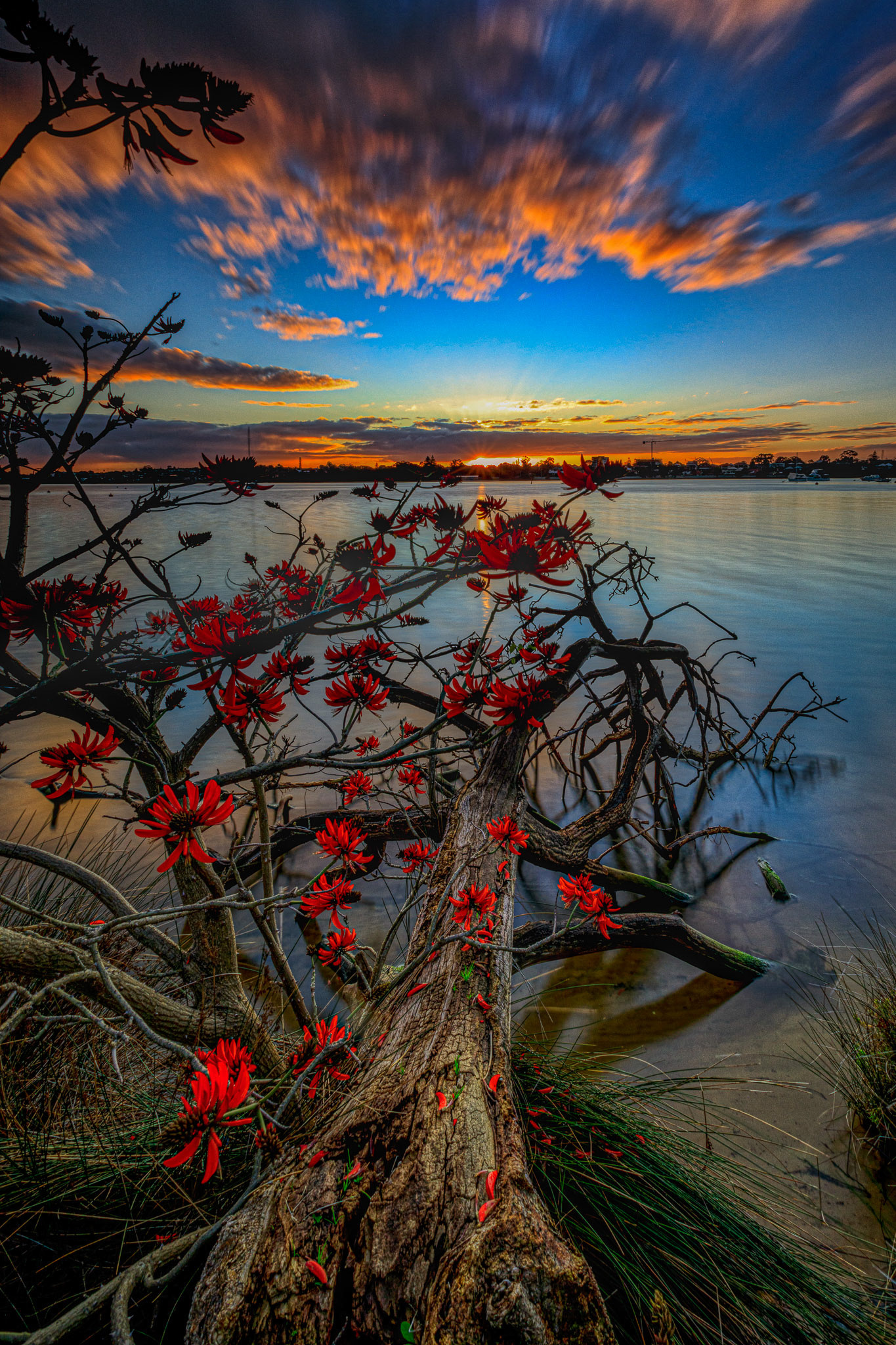 Flame Tree on the Canning River, Perth