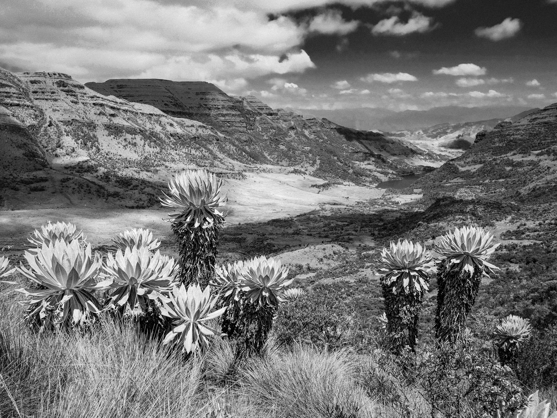 Le paramo de la cordillière El Cocuy est une zone de montagne internédiaire située entre 3500 et 4500m d’altitude et dans lequel poussent les fralejones