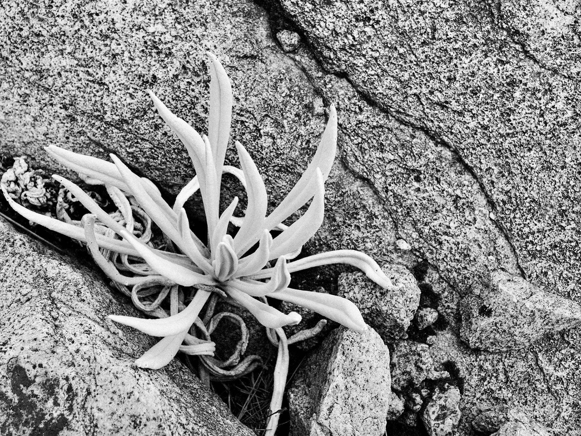 Cette espèce de fralejone est la seule plante présente à très haute altitude (ici au-dessus de 4500m). La plante est blanche pour mieux résister aux rayonnements UV