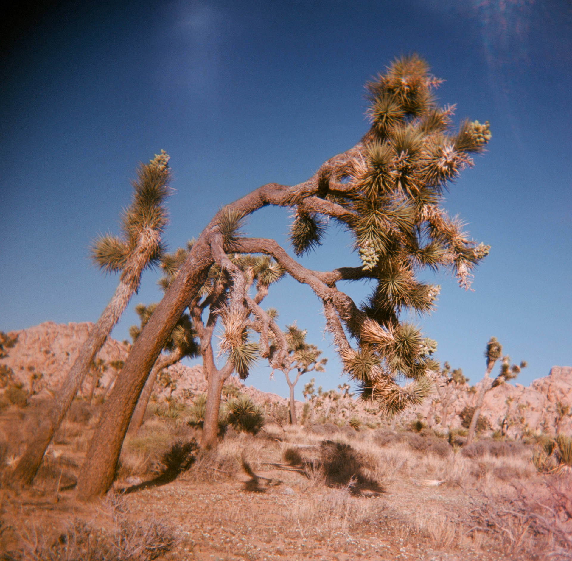 Holga | Extar 100 | Joshua Tree National Park, CA