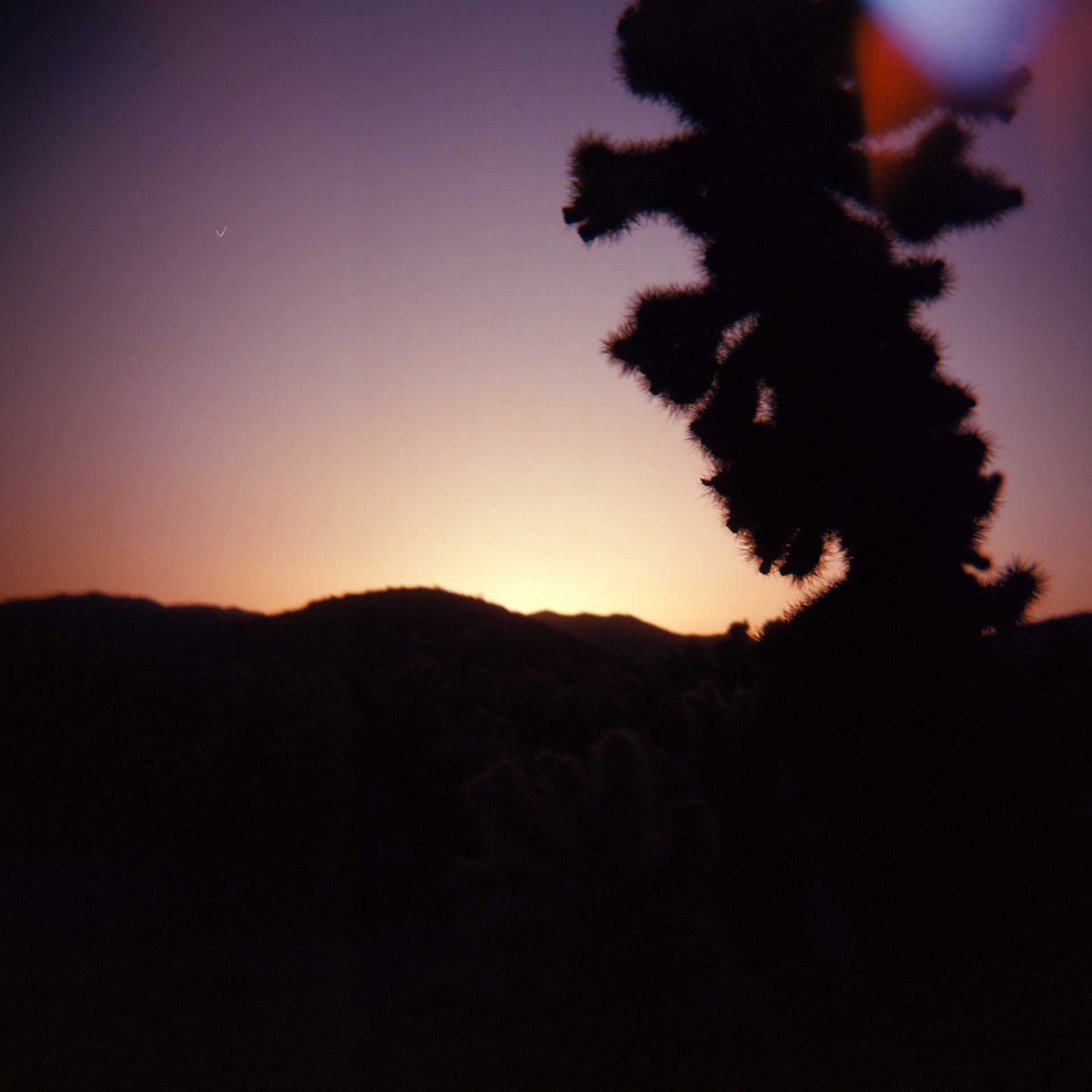 Holga | Extar 100 | Joshua Tree National Park, CA