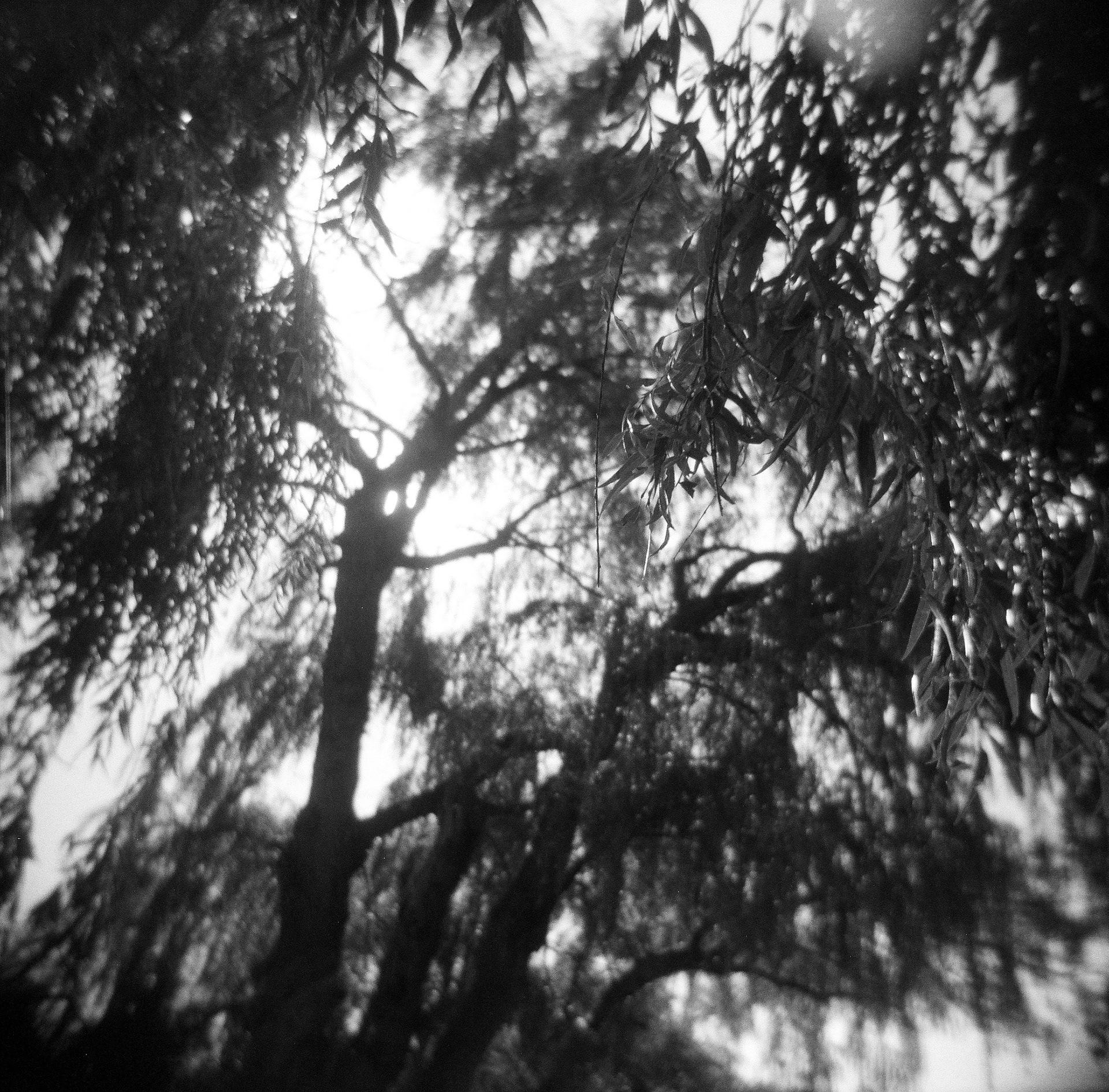 Holga | Ilford 400 | Ithaca, NY