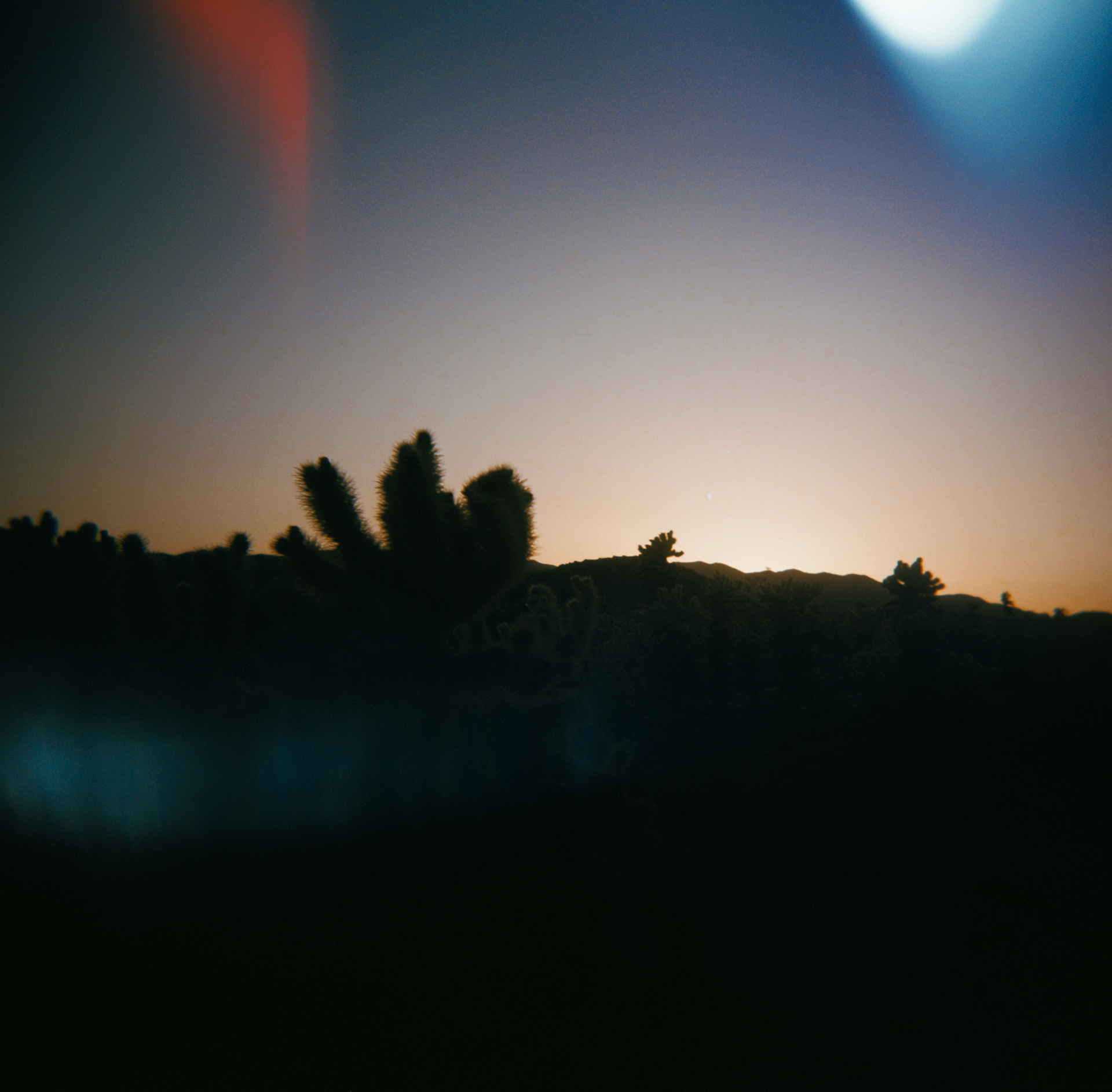 Holga | Extar 100 | Joshua Tree National Park, CA