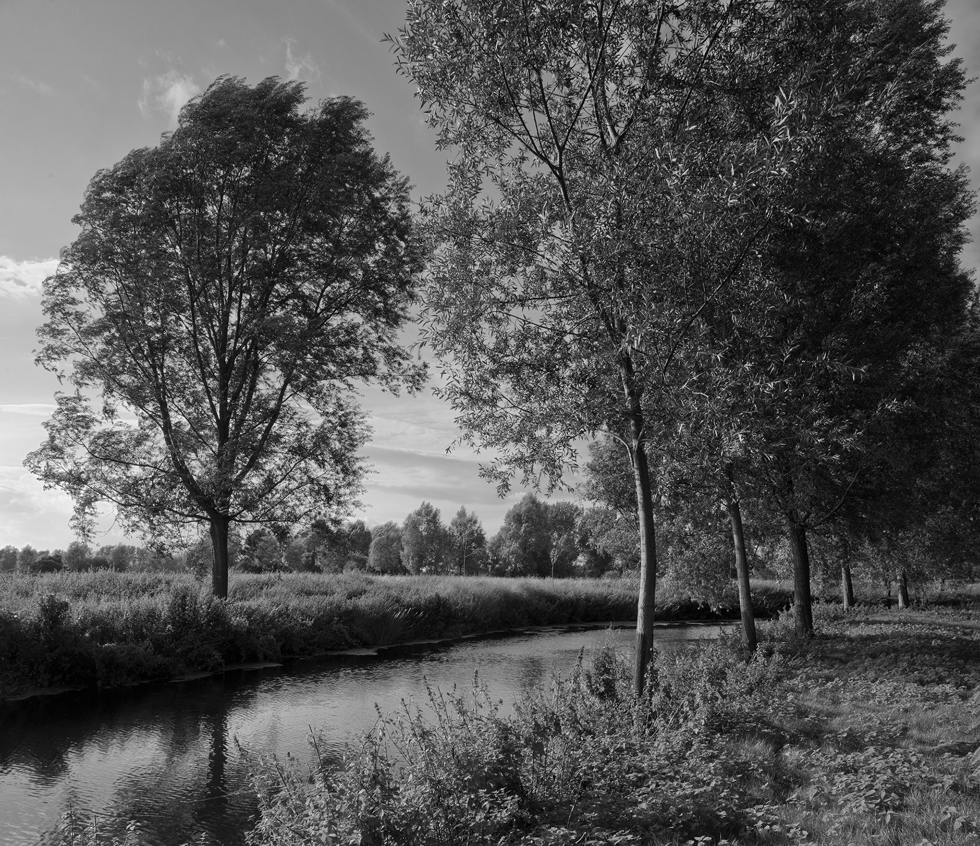 A black and white photo of willows beside a river in lowland countryside.