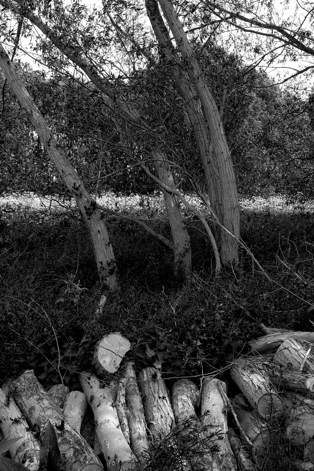 A black and white photo of logs in front of bent willows.